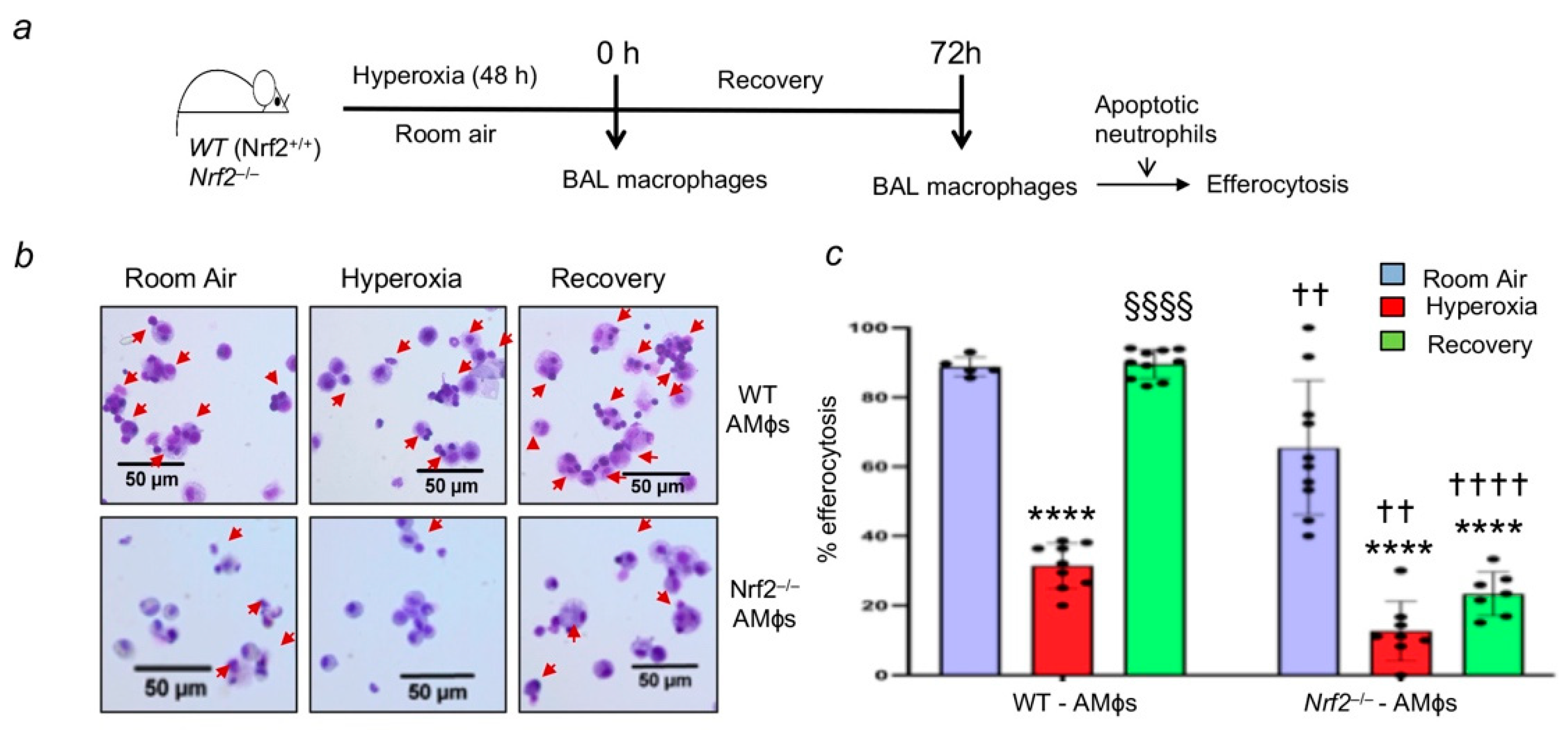 Antioxidants 11 00212 g001