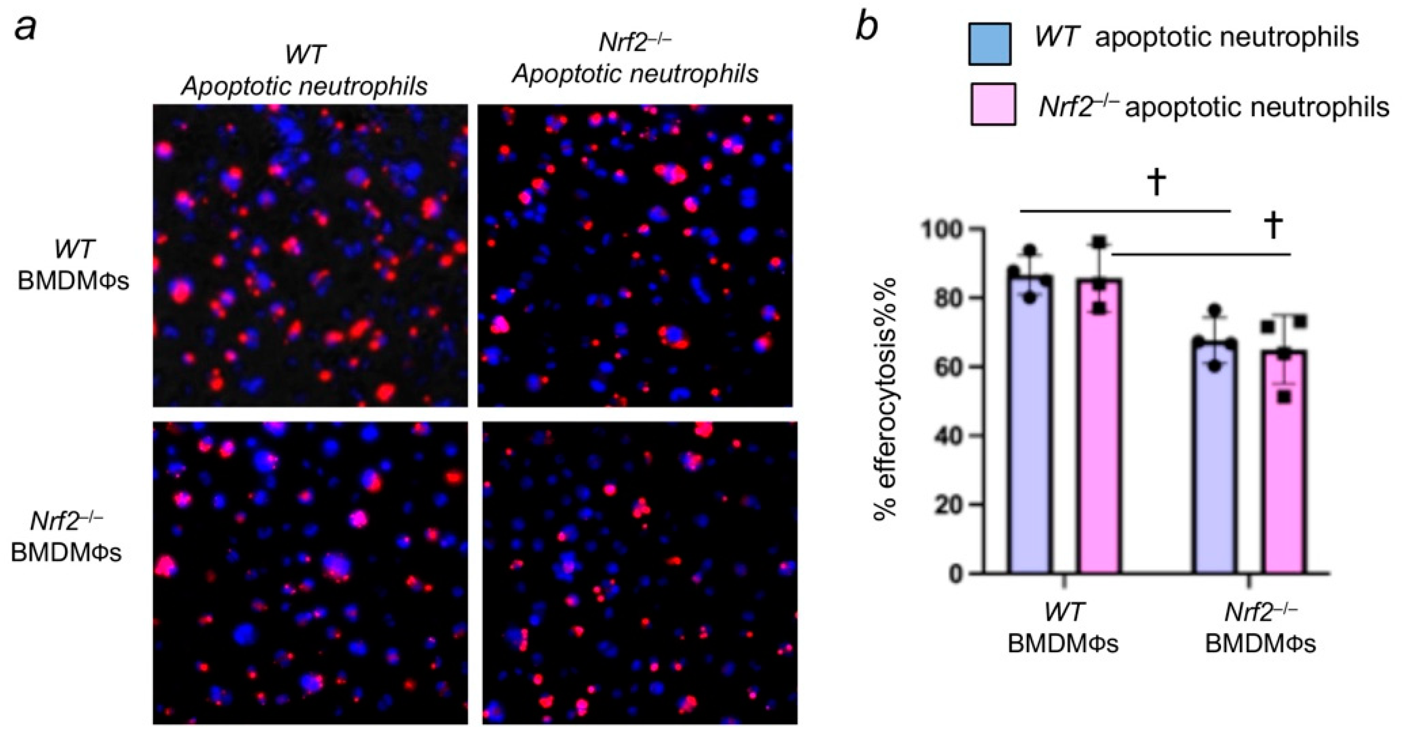 Antioxidants 11 00212 g003