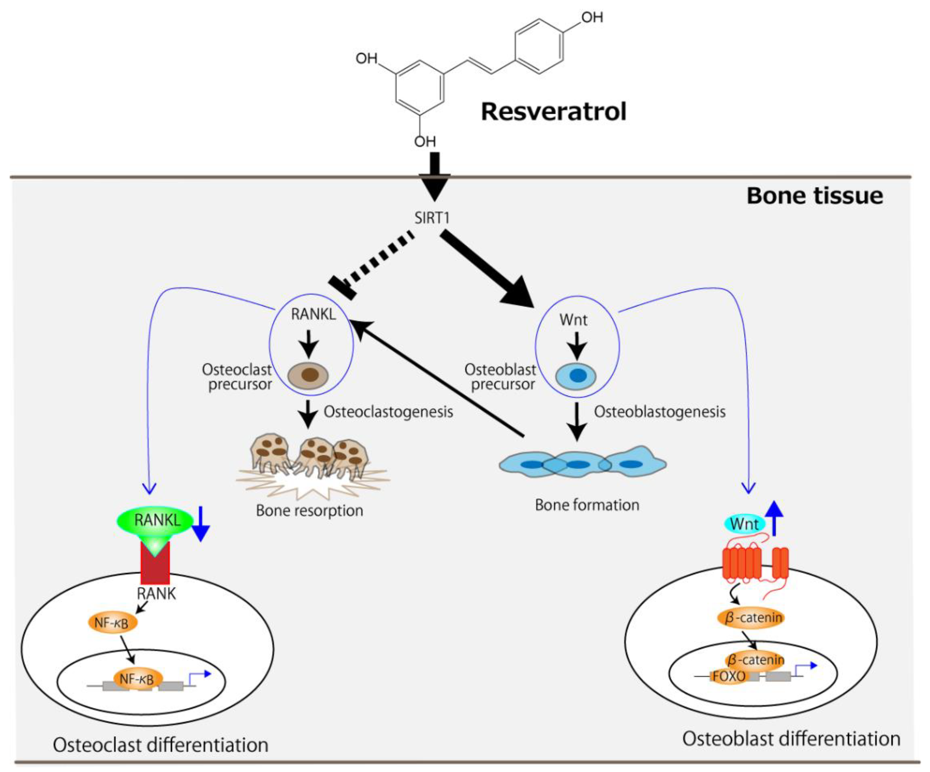 Antioxidants Free FullText AntiOsteoporotic Mechanisms of