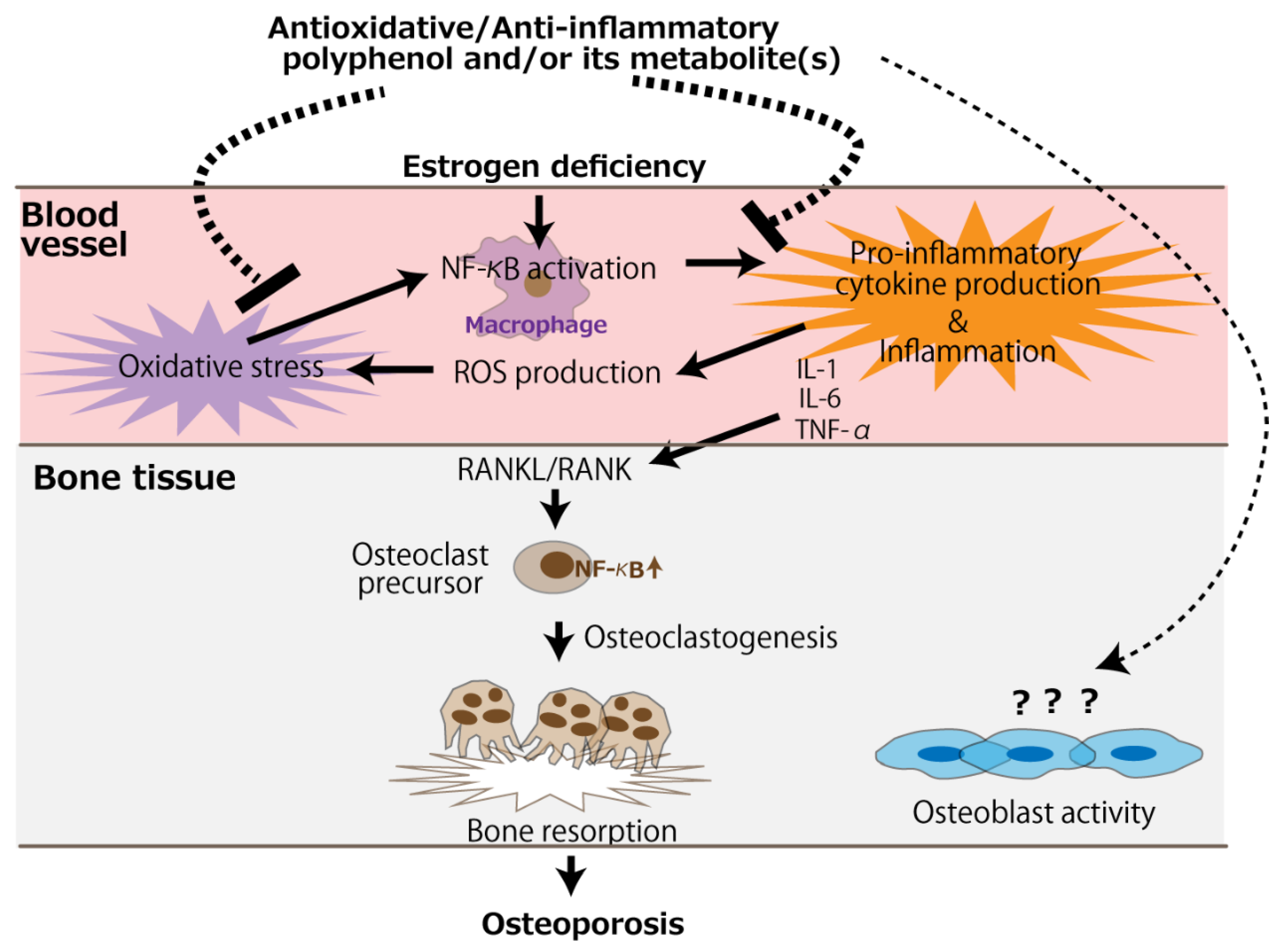 Antioxidants 11 00217 g002