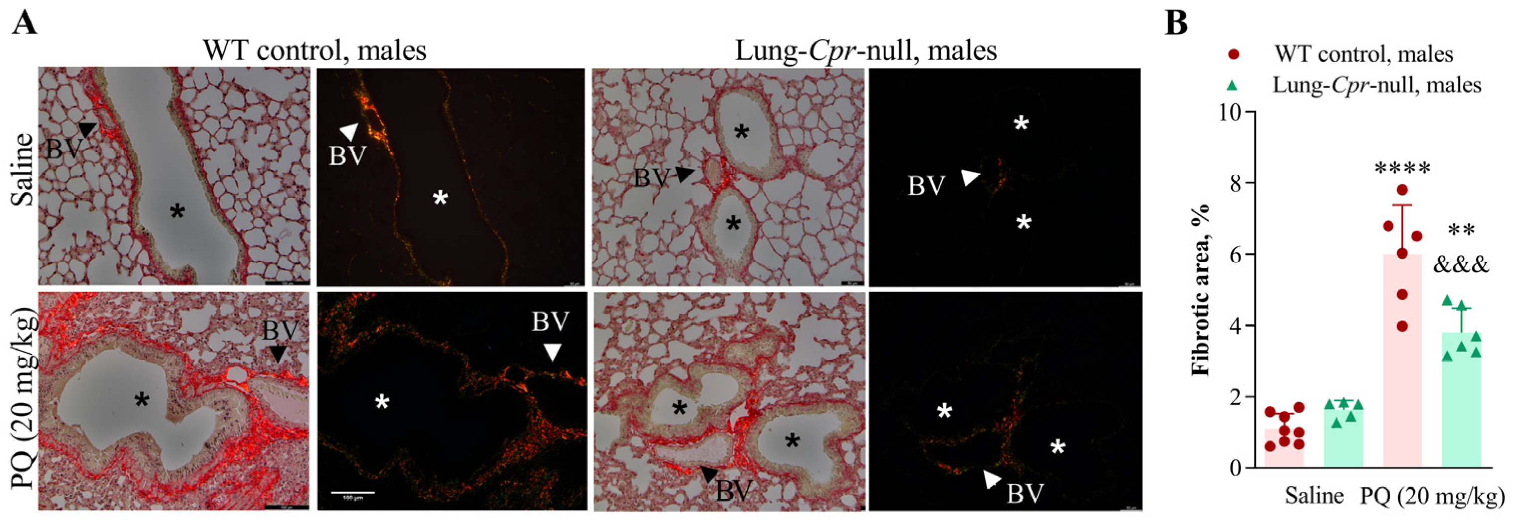 Antioxidants 11 00219 g003 Antioxidants 11 00219 g003