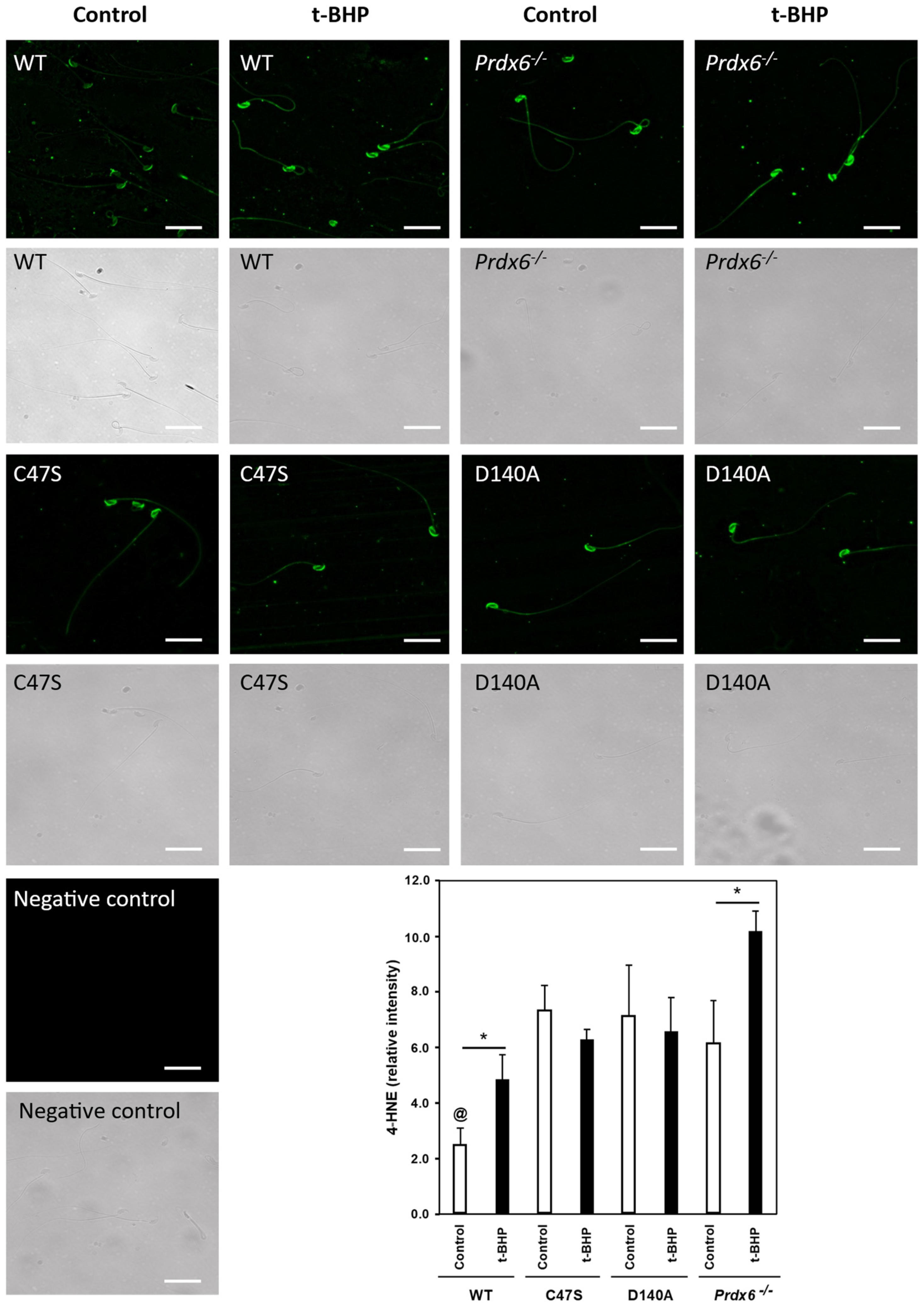 Antioxidants 11 00226 g003