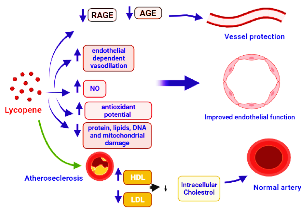 Antioxidants Free FullText Lycopene A Natural Arsenal in the War against Oxidative Stress