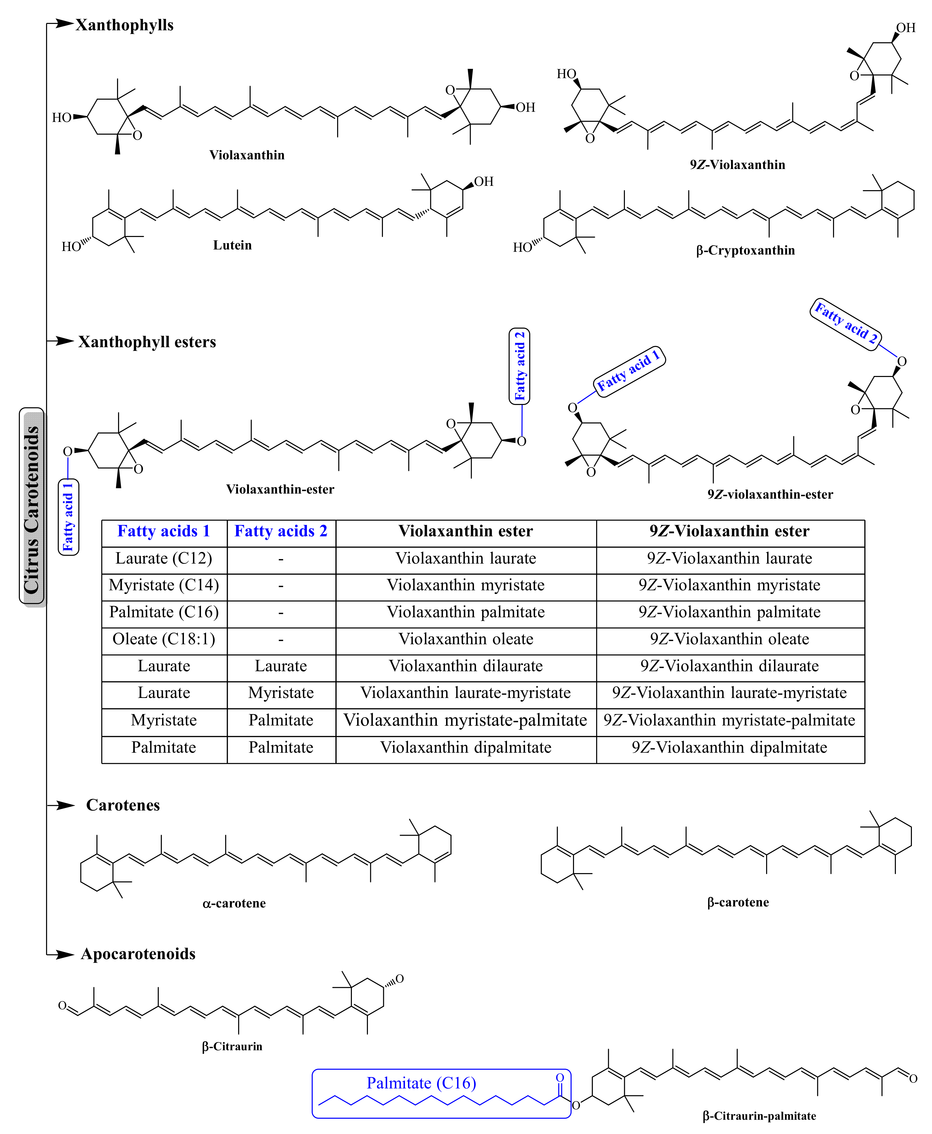 2024新商品 Fruits: Citrus of Compounds Bioactive A of Review その他