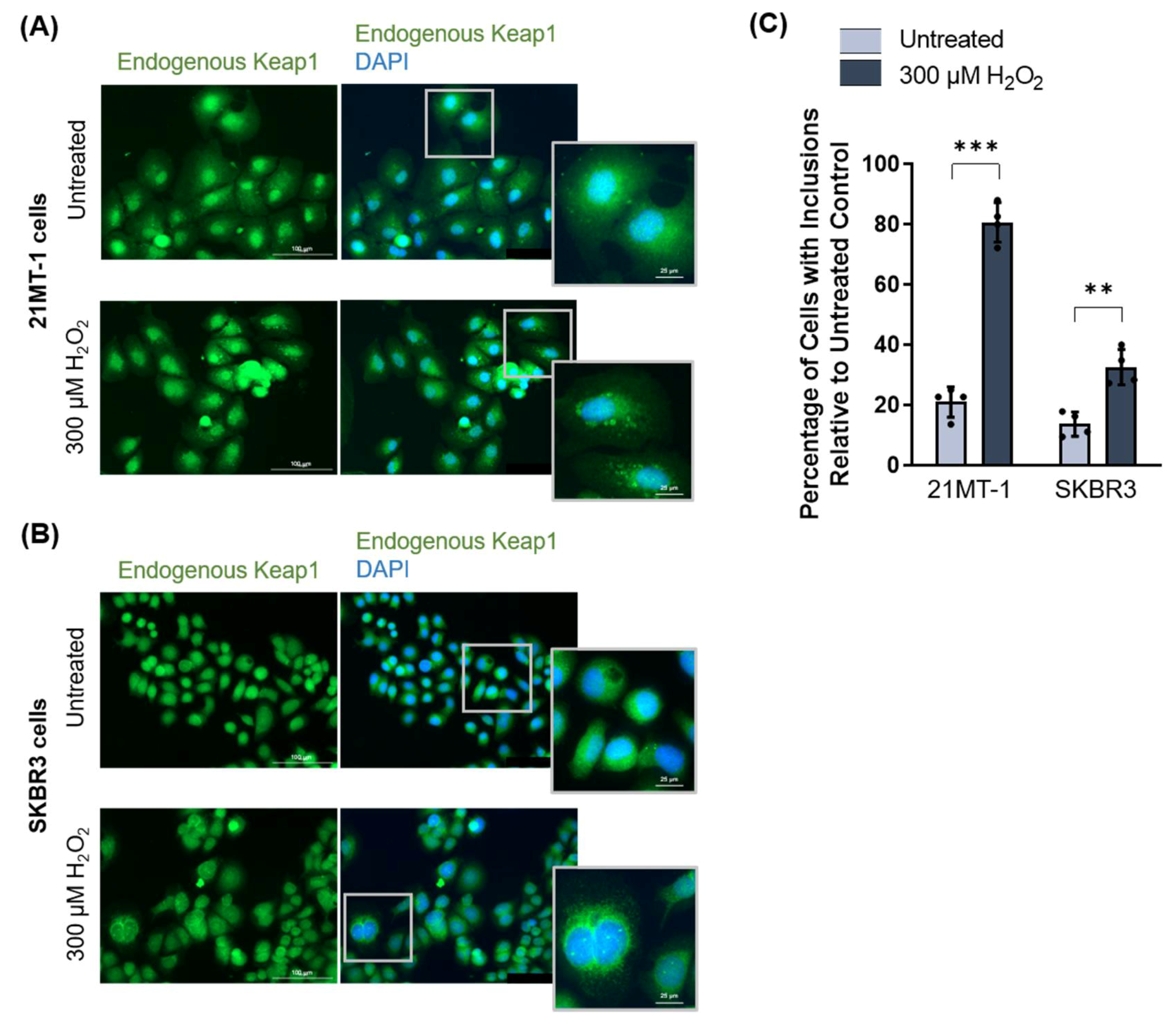 Antioxidants 11 00243 g007 550