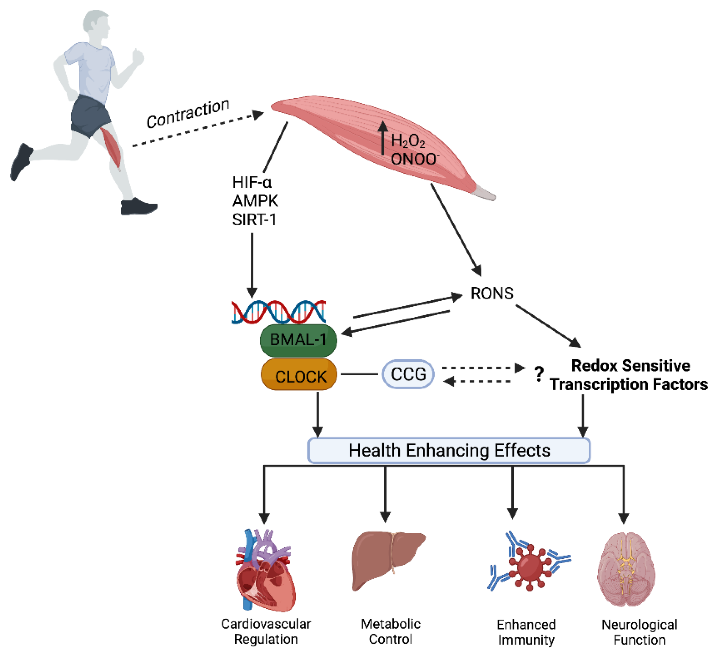 Antioxidants 11 00256 g004