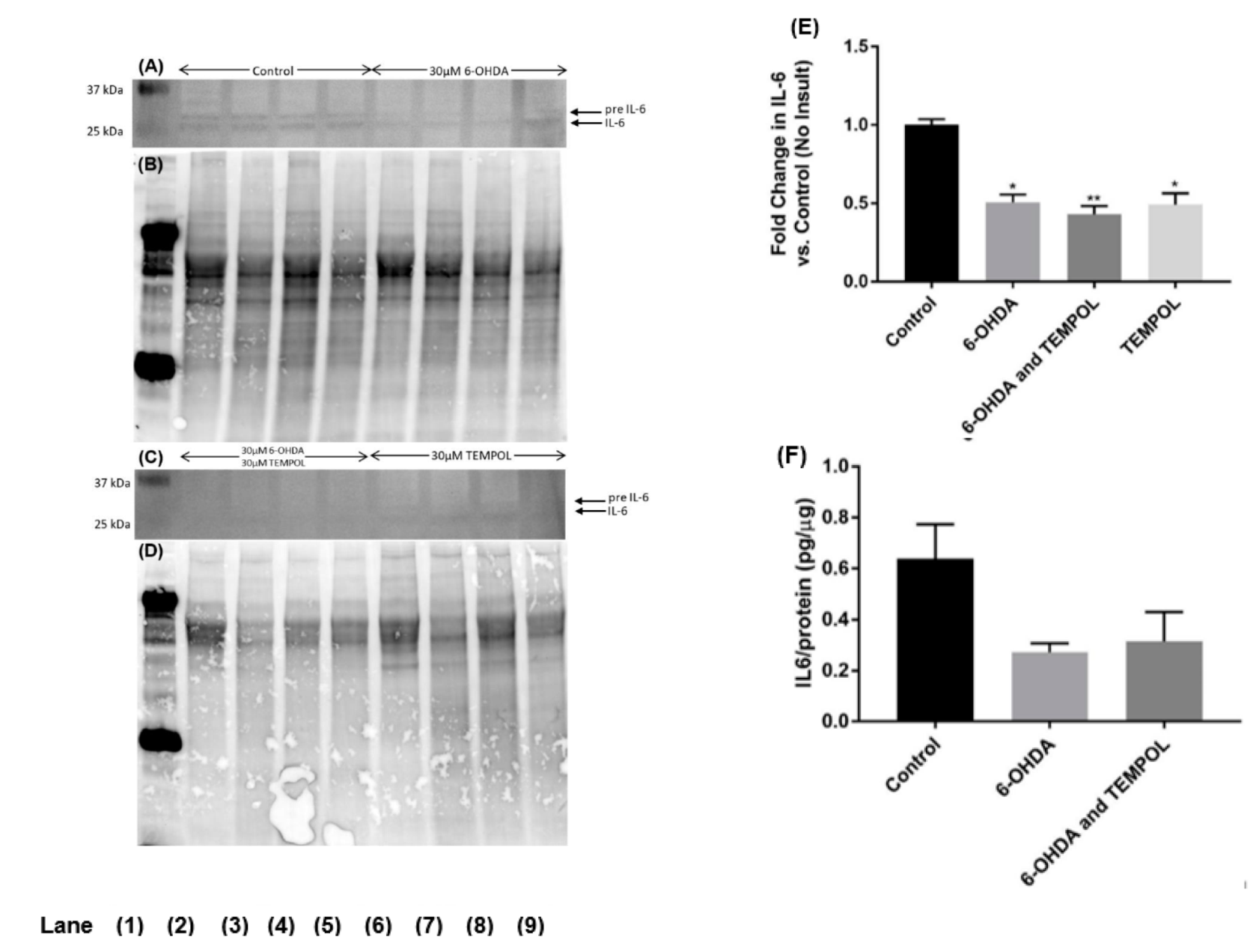 Antioxidants 11 00257 g009