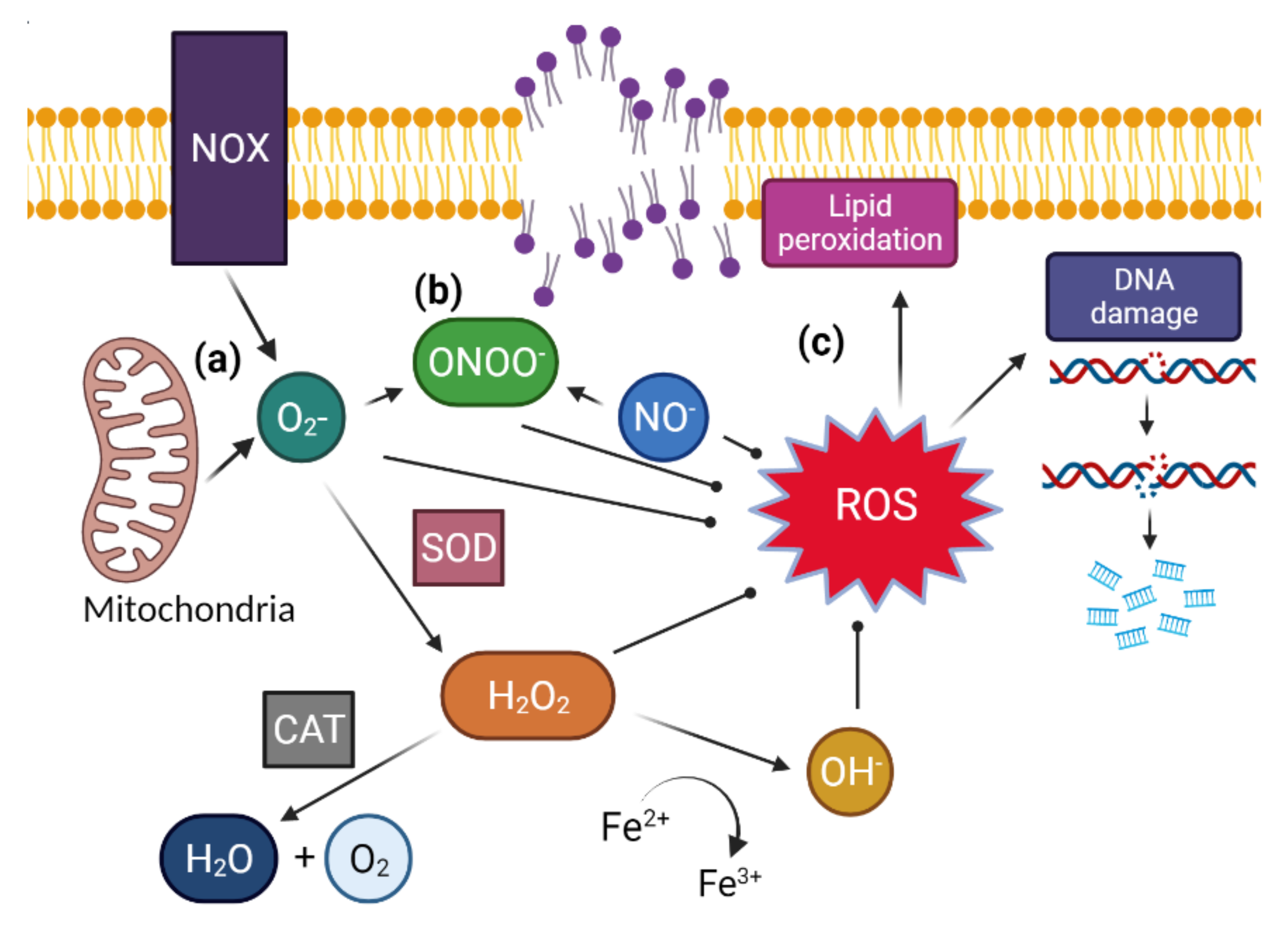 Antioxidants 11 00264 g002 Antioxidants 11 00264 g002