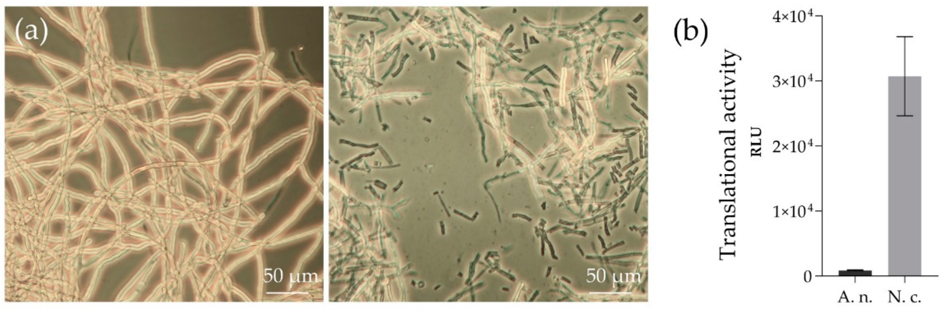 Antioxidants 11 00284 g001