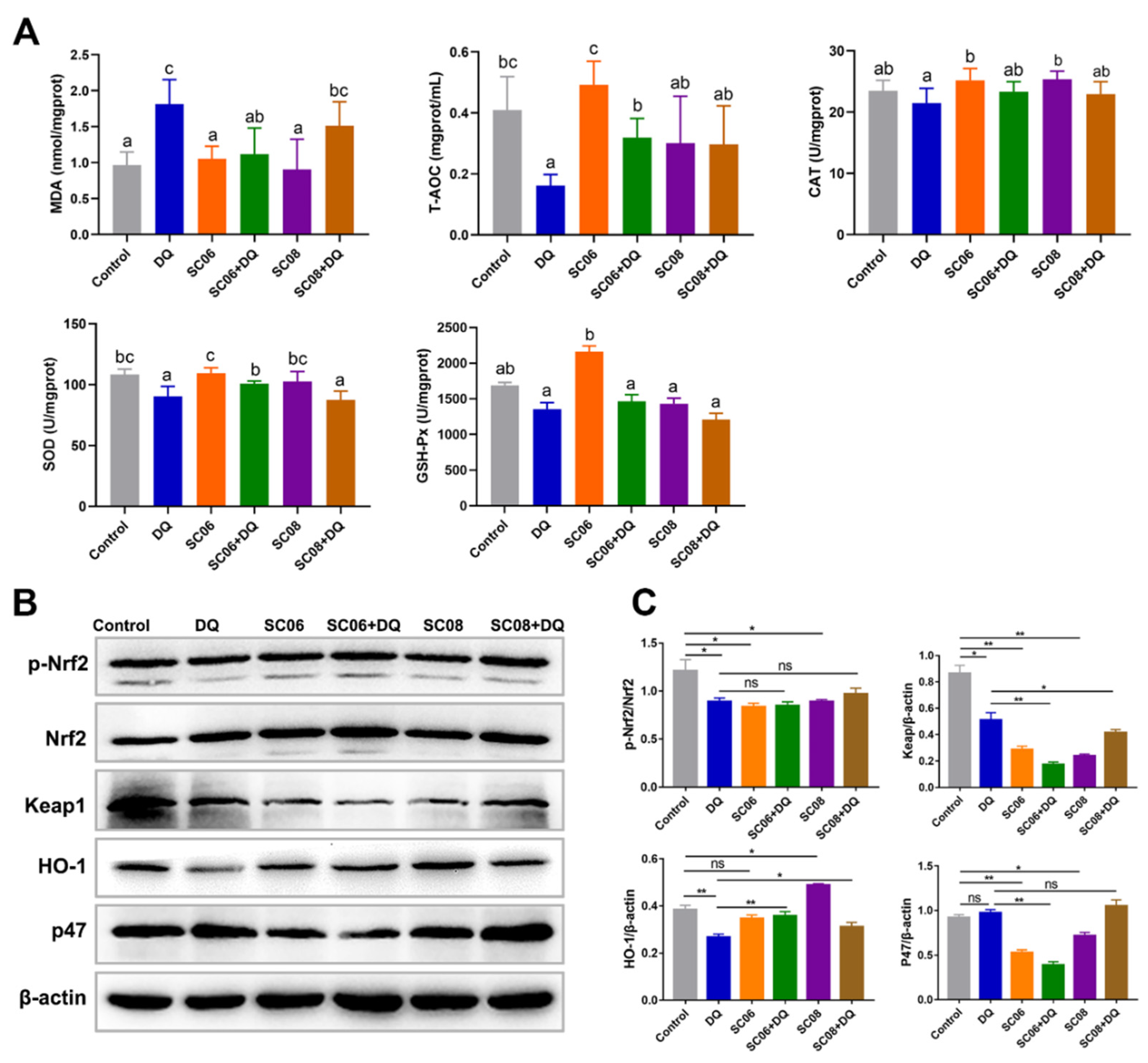 Antioxidants Free FullText Probiotic Bacillus Alleviates Oxidative