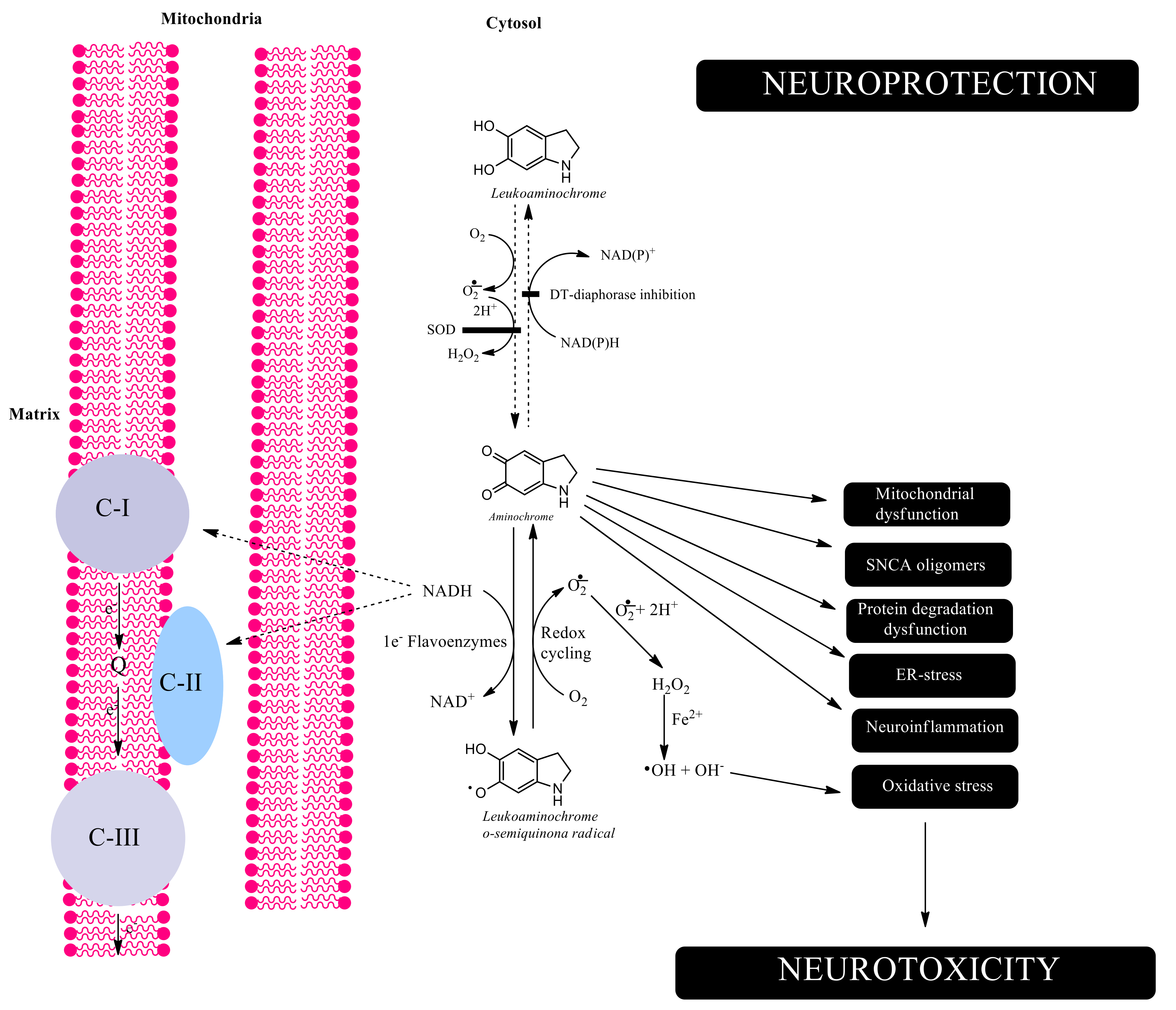 Antioxidants 11 00296 g003