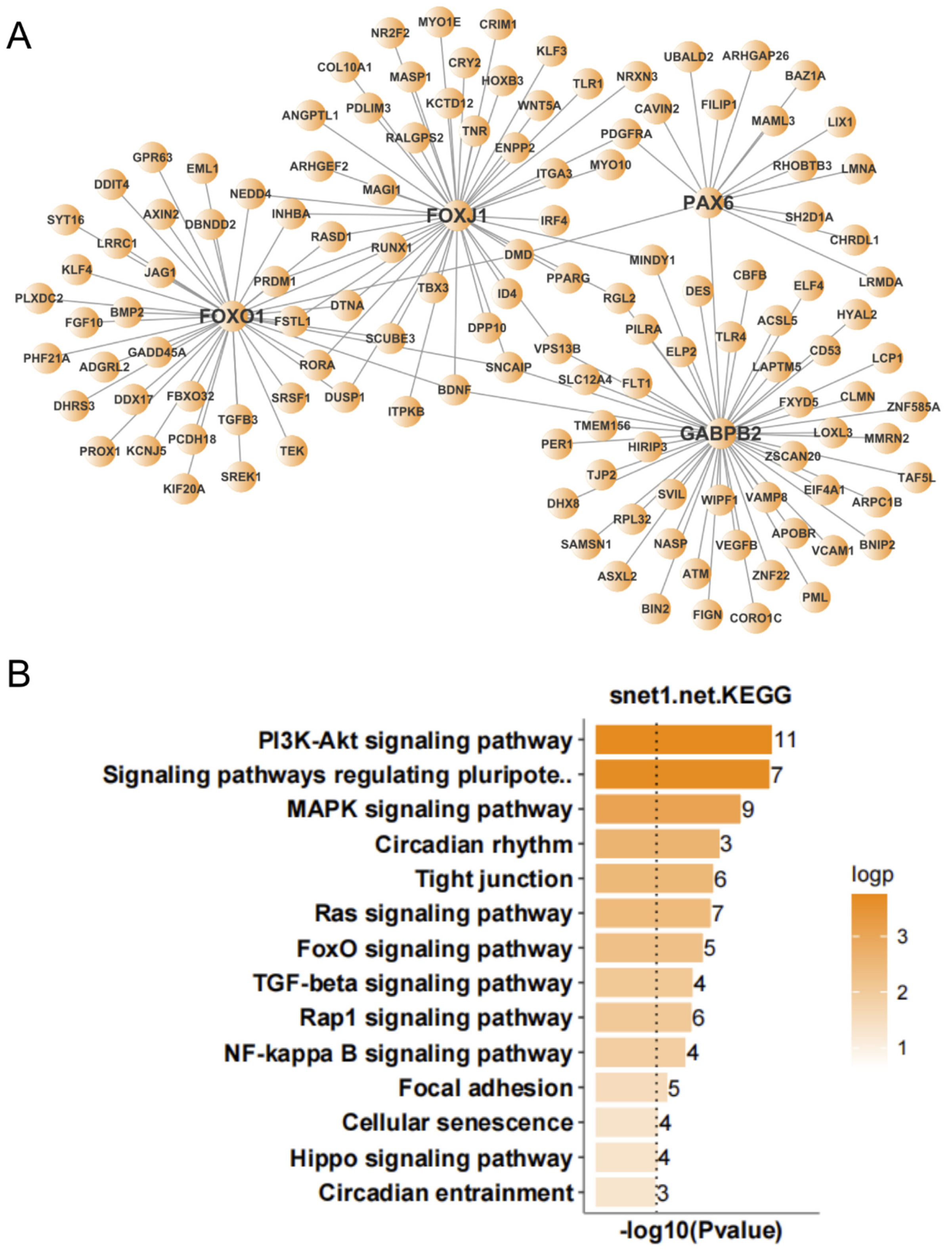 Antioxidants 11 00303 g008 Antioxidants 11 00303 g008
