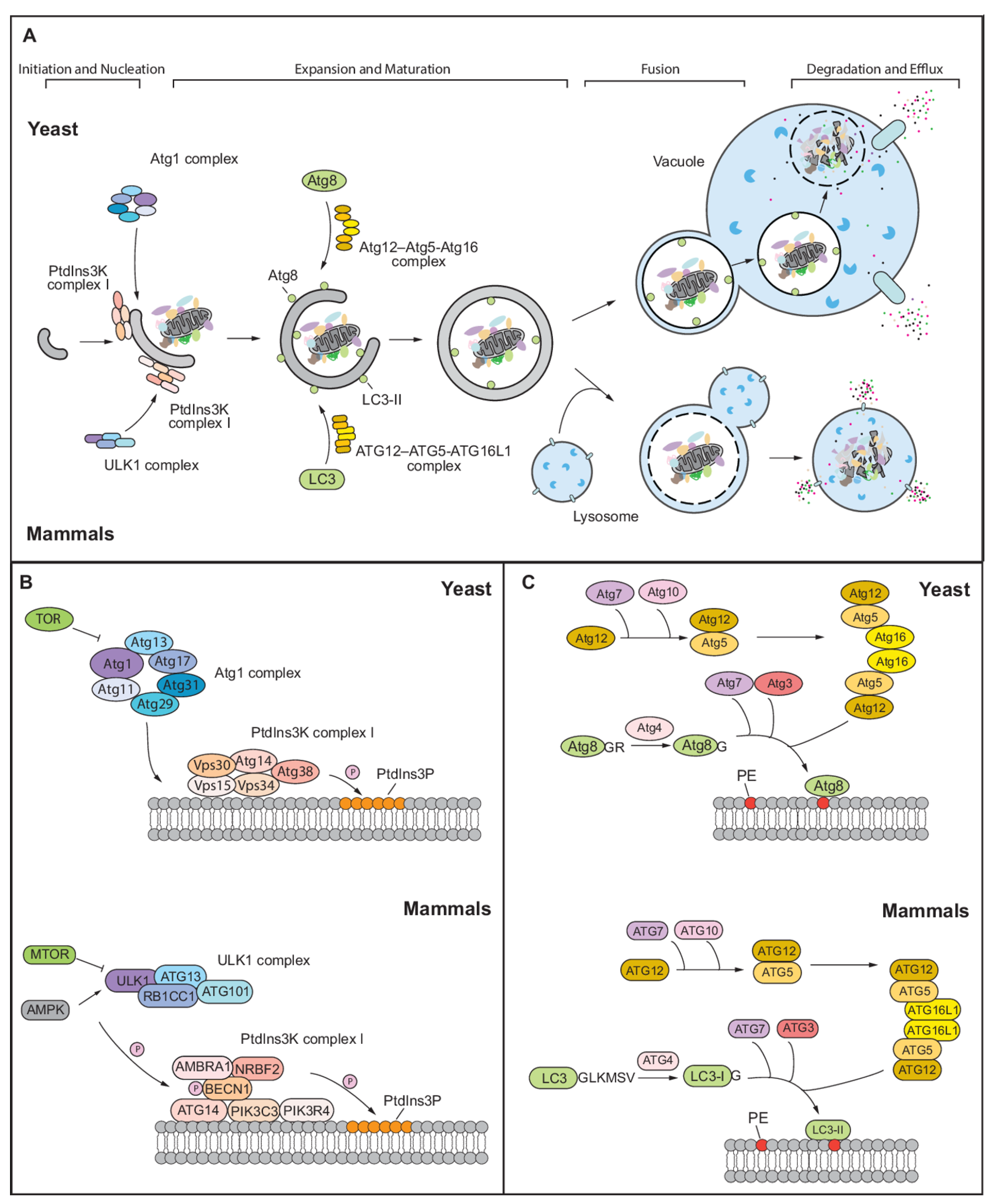 Targeting PP2A-dependent autophagy enhances sensitivity to