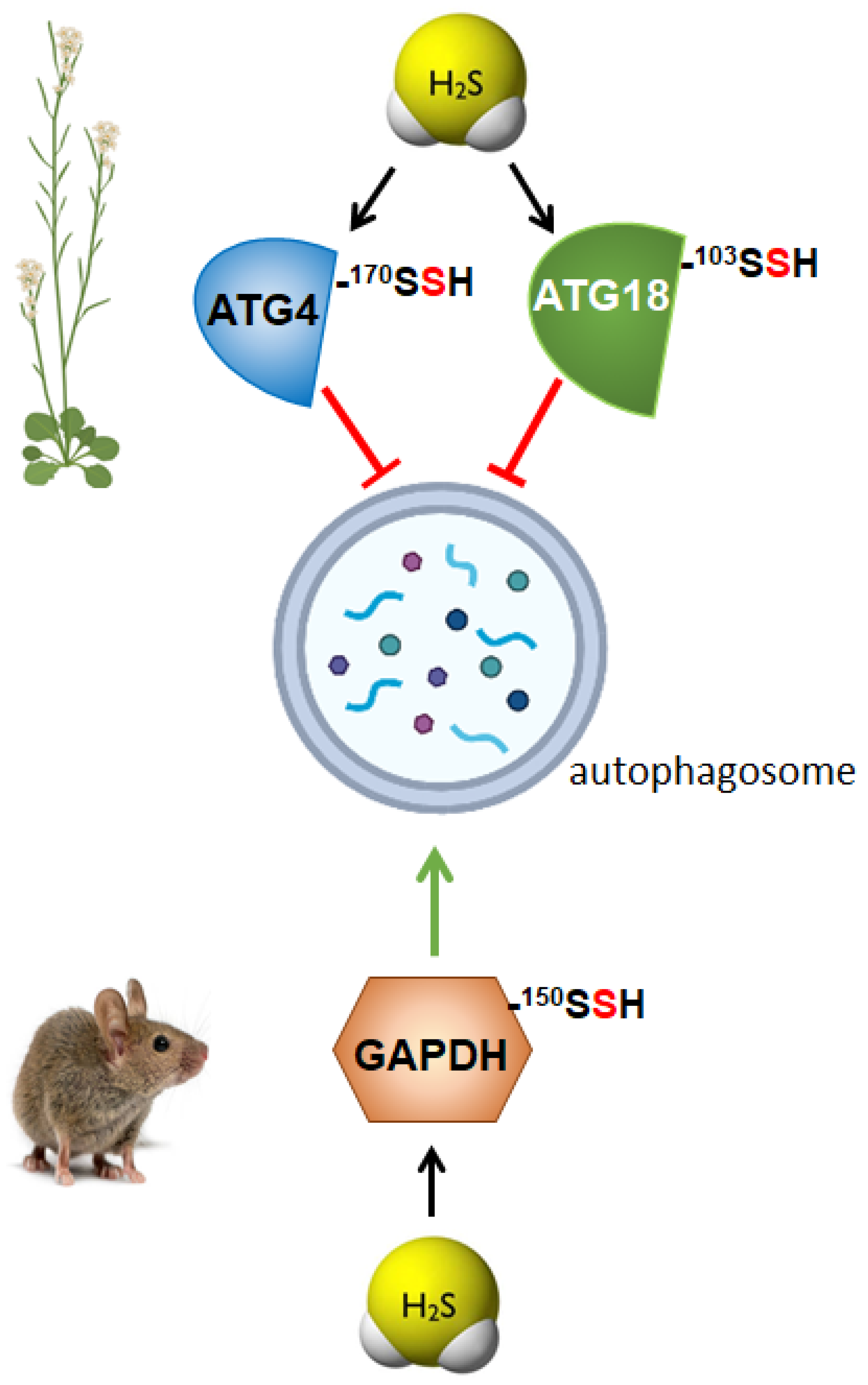 Antioxidants 11 00327 g002