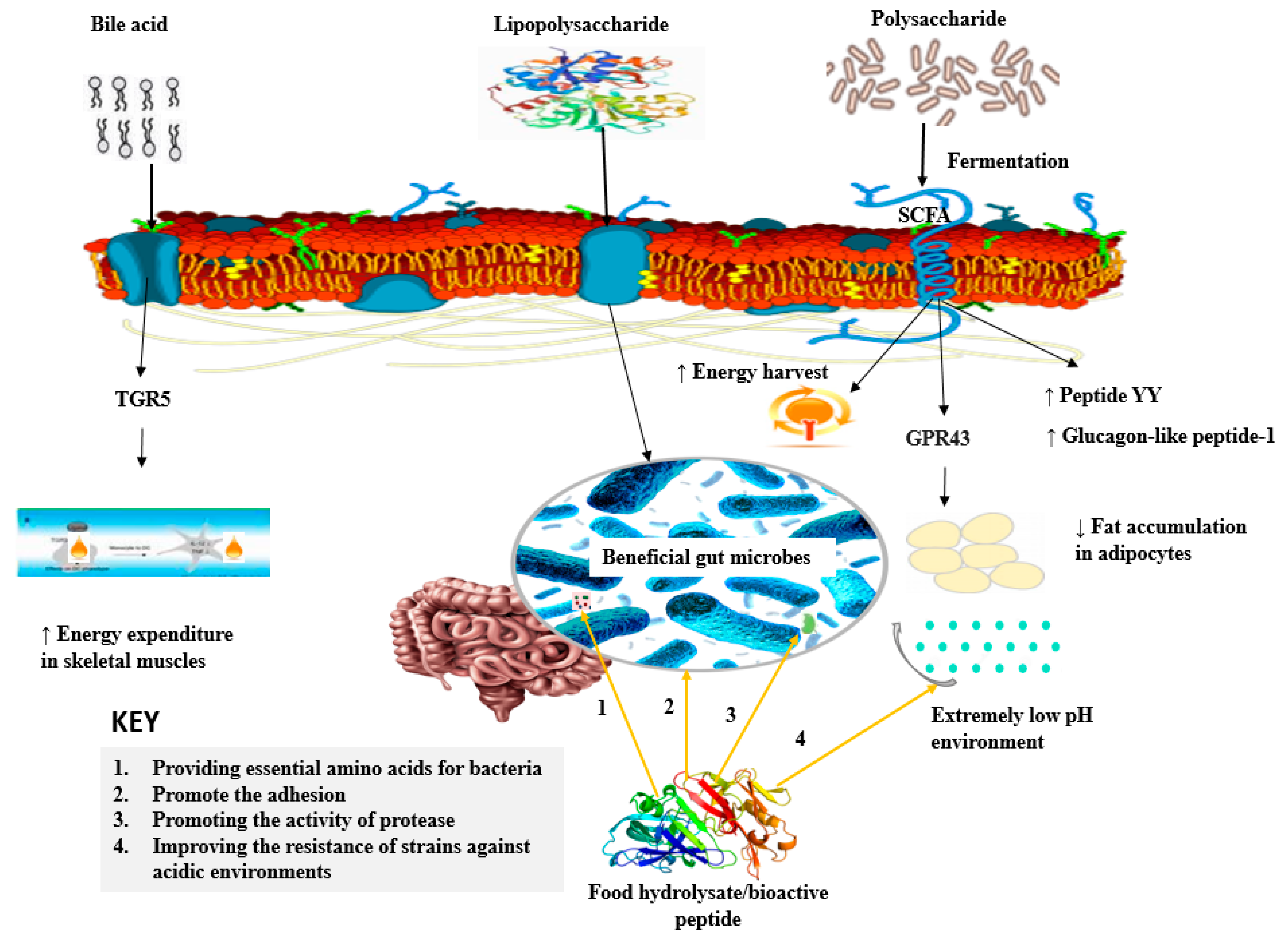 Antioxidants 11 00333 g004 550