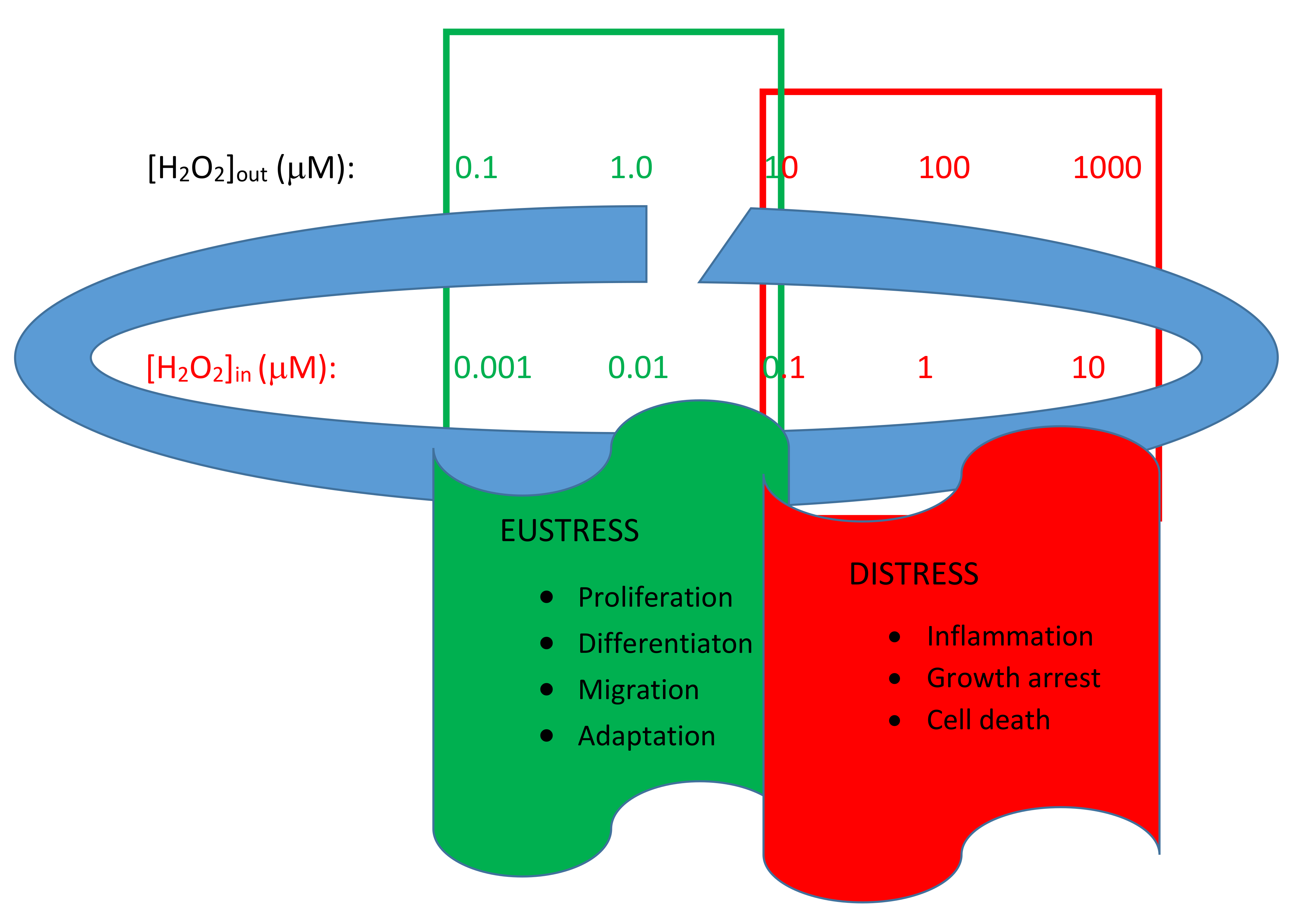 Antioxidants 11 00342 g001 550