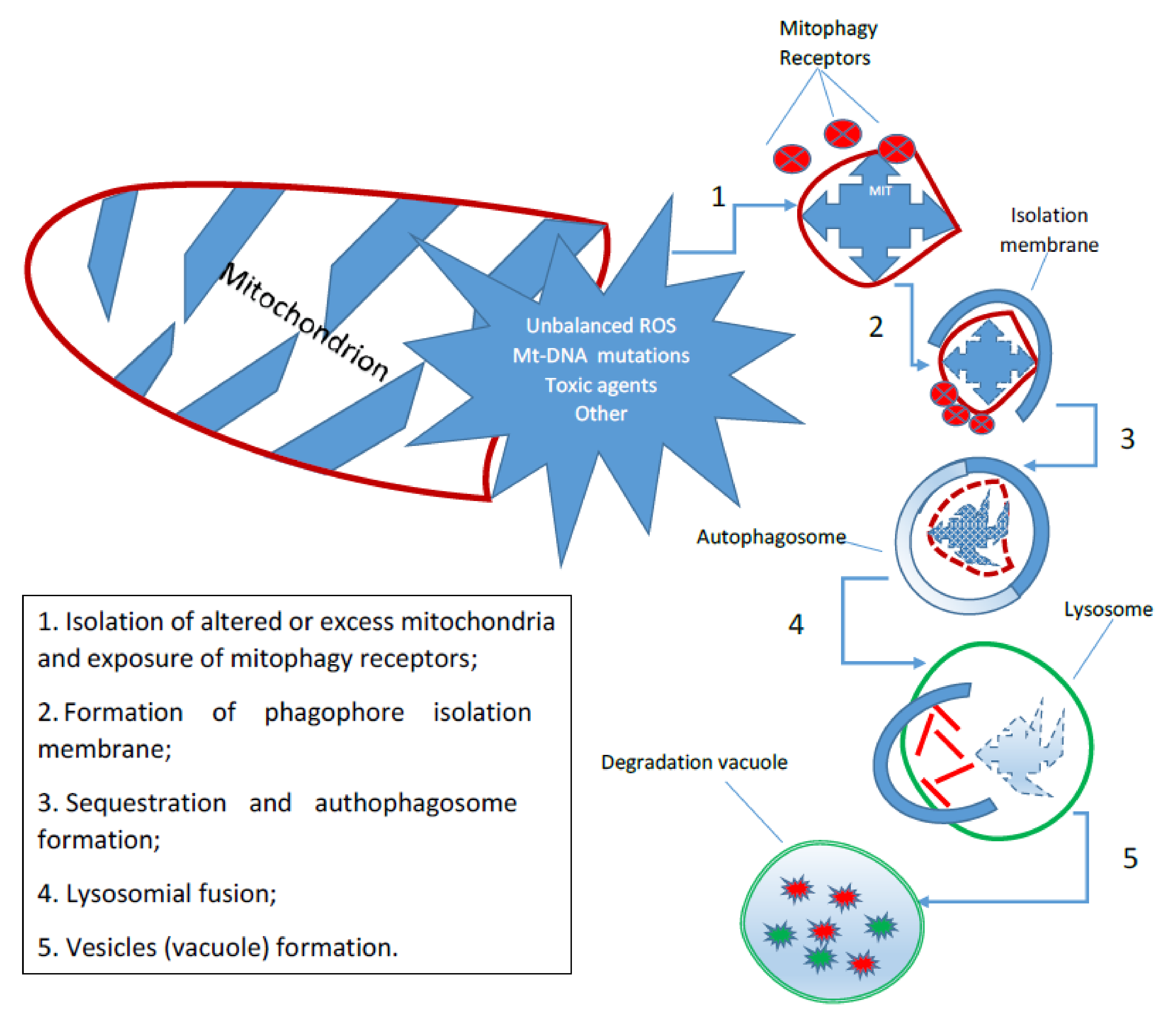 Antioxidants 11 00342 g002 550