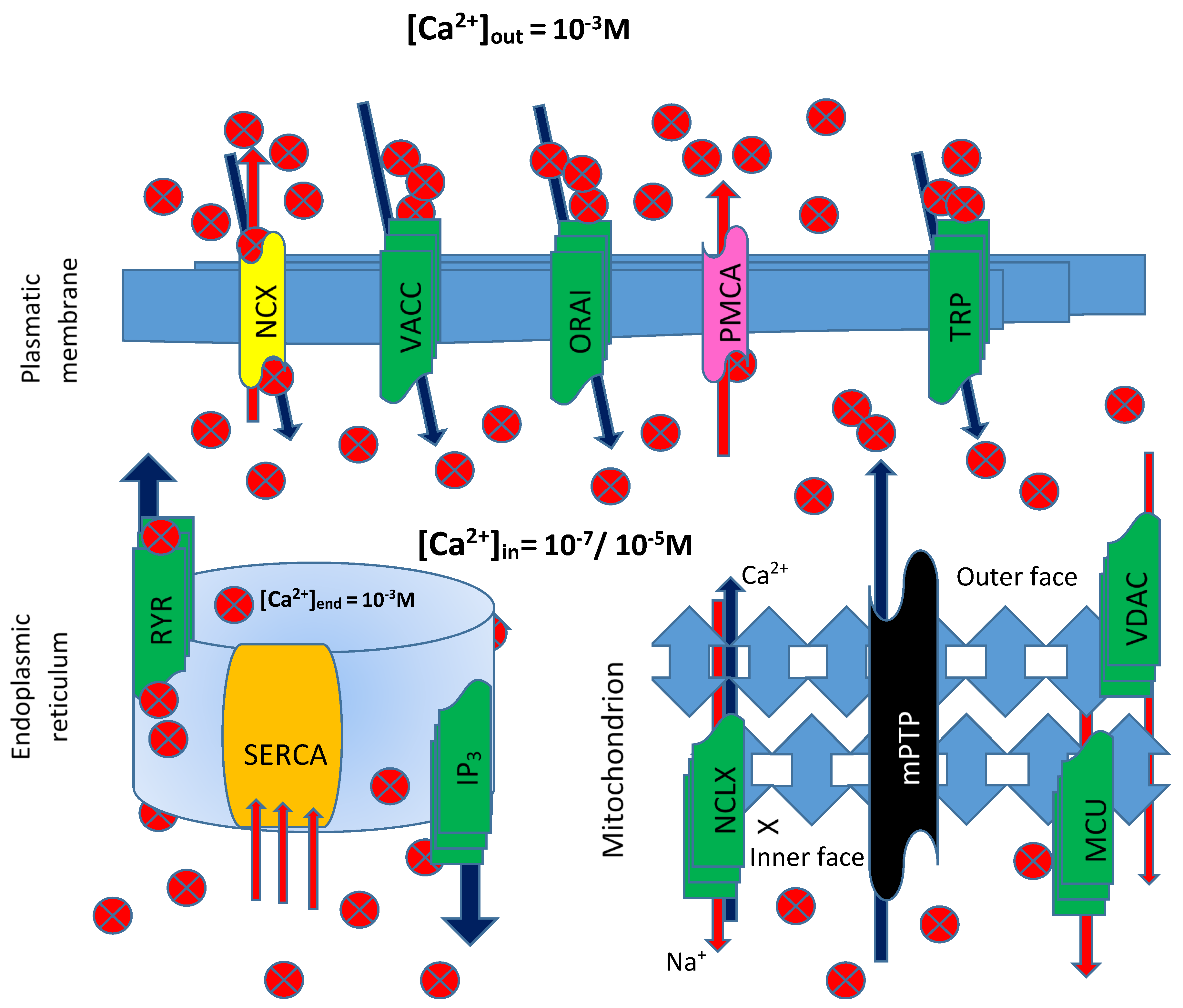 Antioxidants 11 00342 g003 550