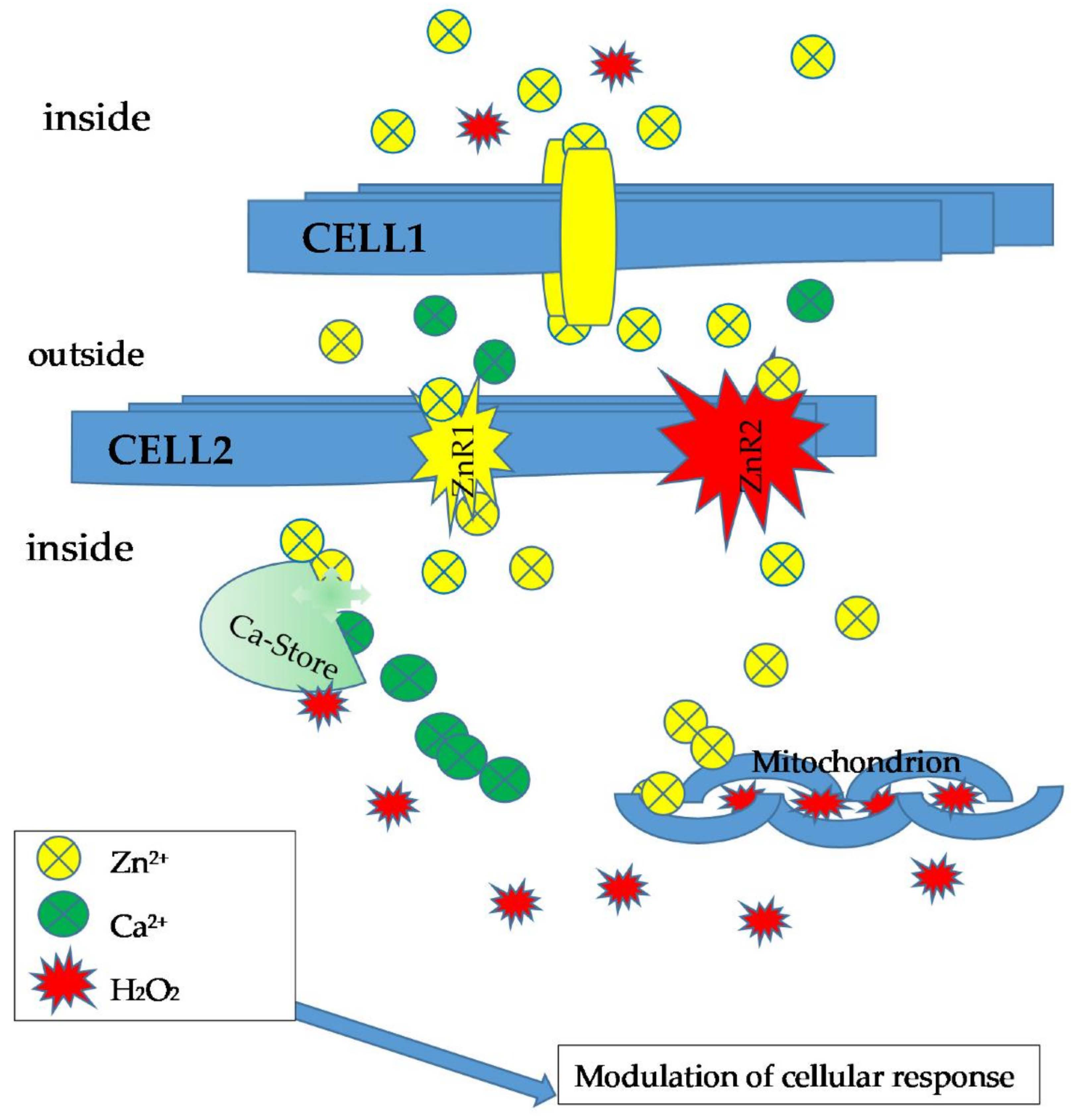 Antioxidants 11 00342 g004 550