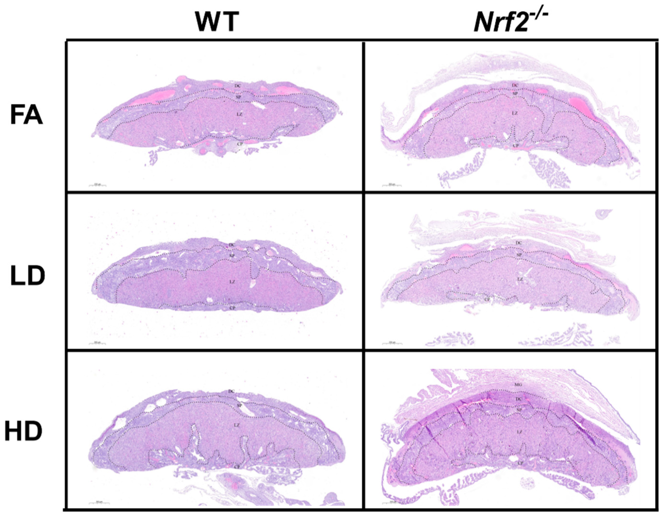 Antioxidants 11 00352 g003 Antioxidants 11 00352 g003