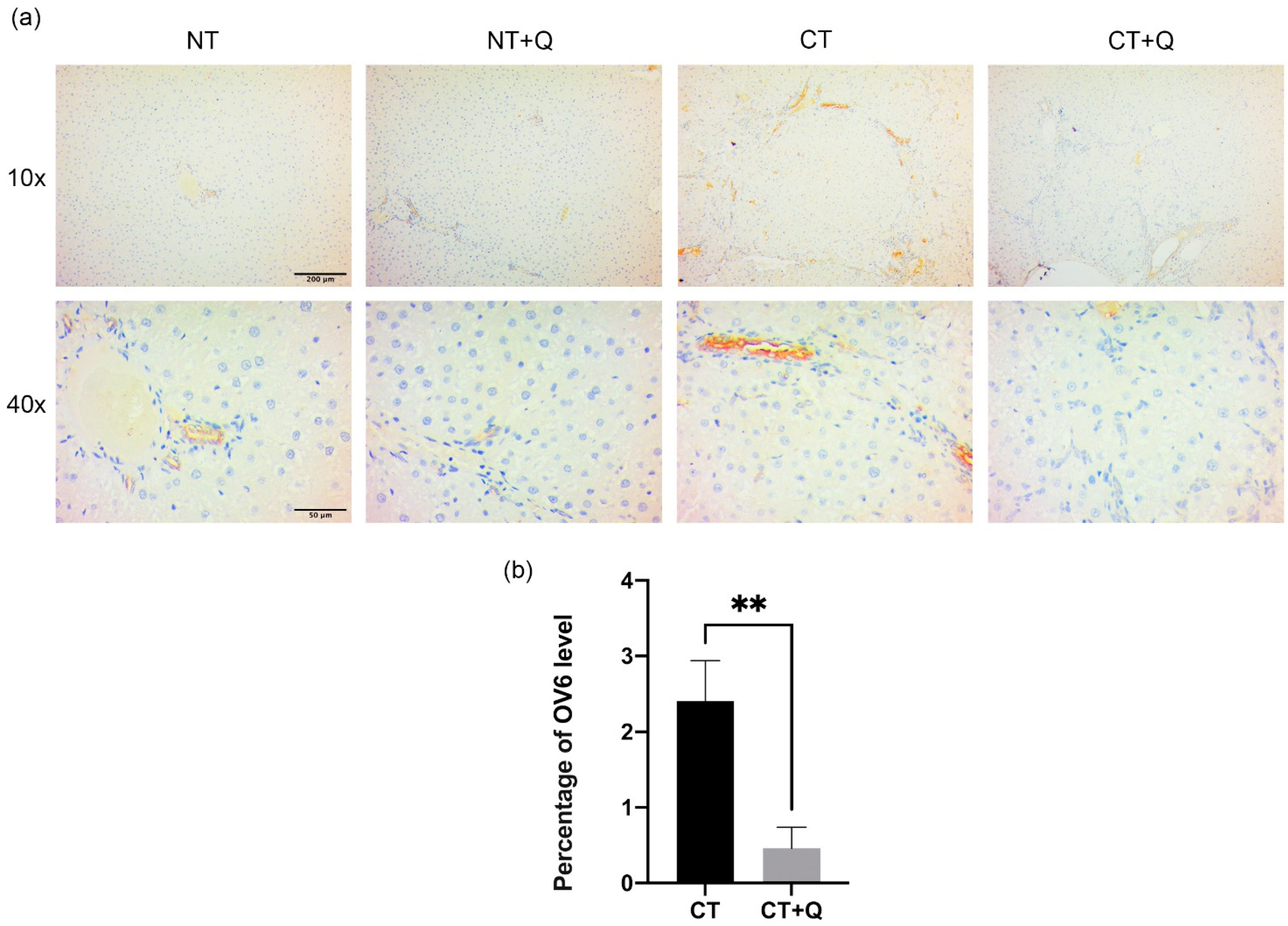 Antioxidants 11 00358 g006