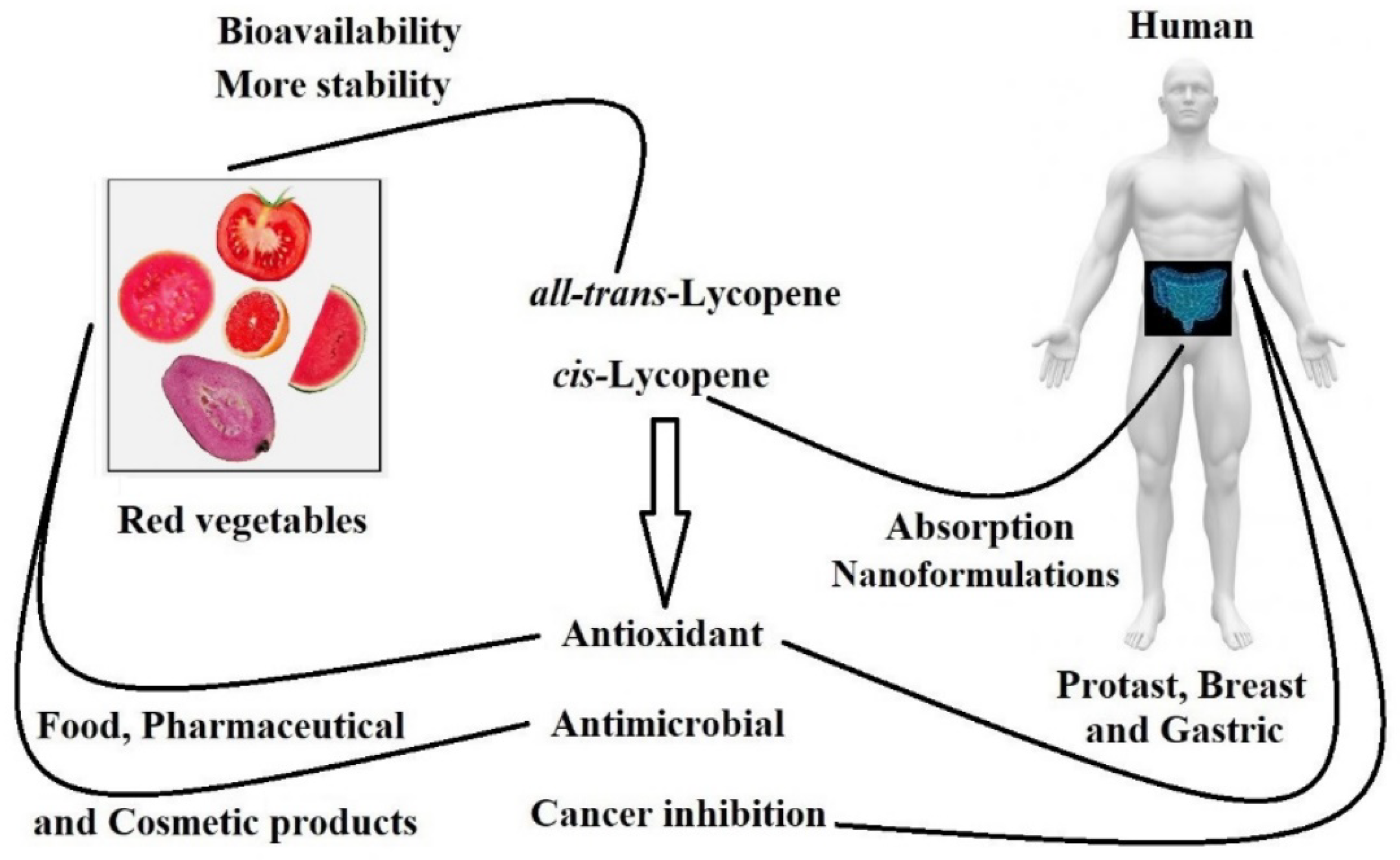 Antioxidants Free FullText BioAvailability, Anticancer Potential