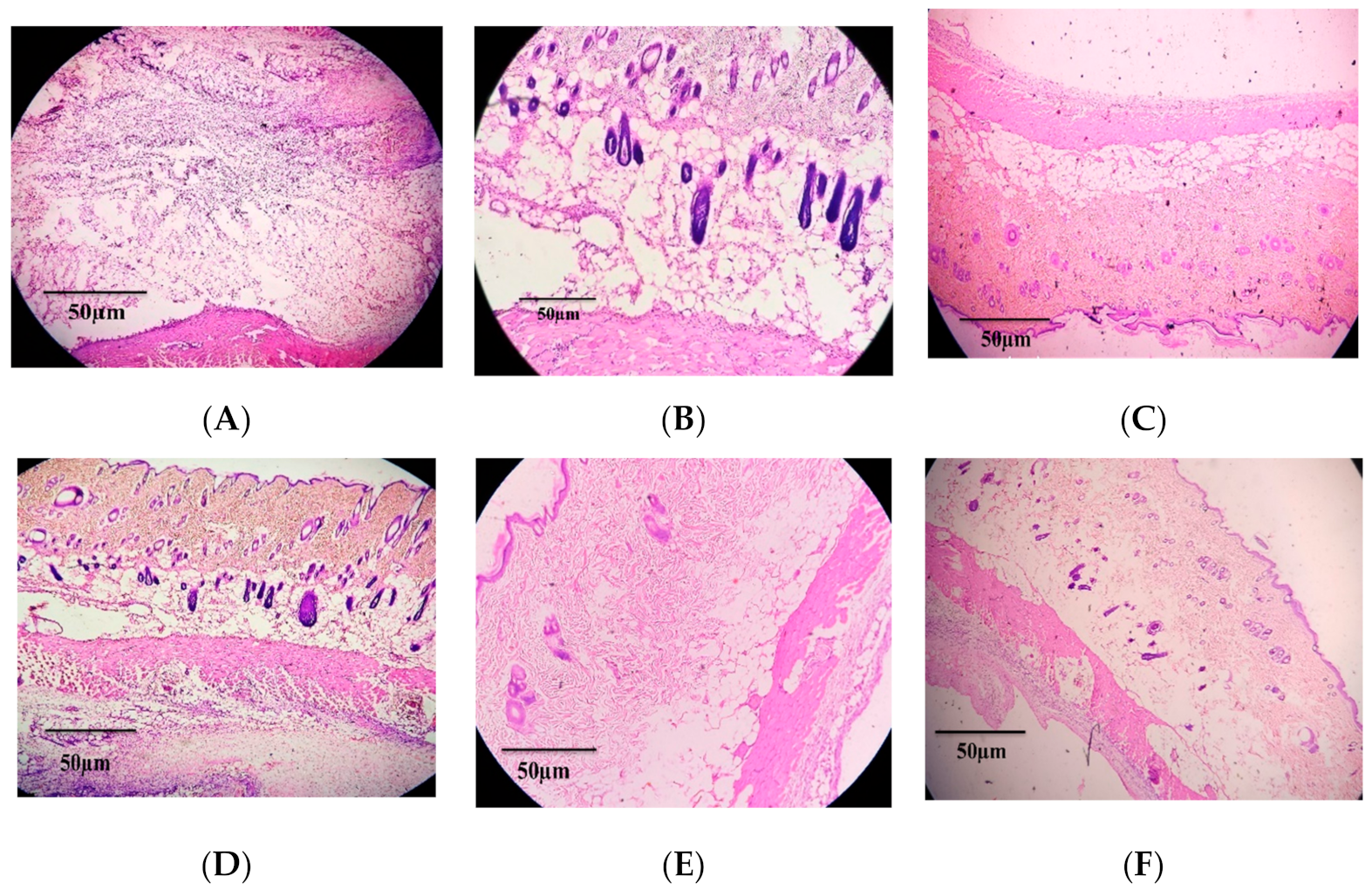 Antioxidants 11 00364 g008