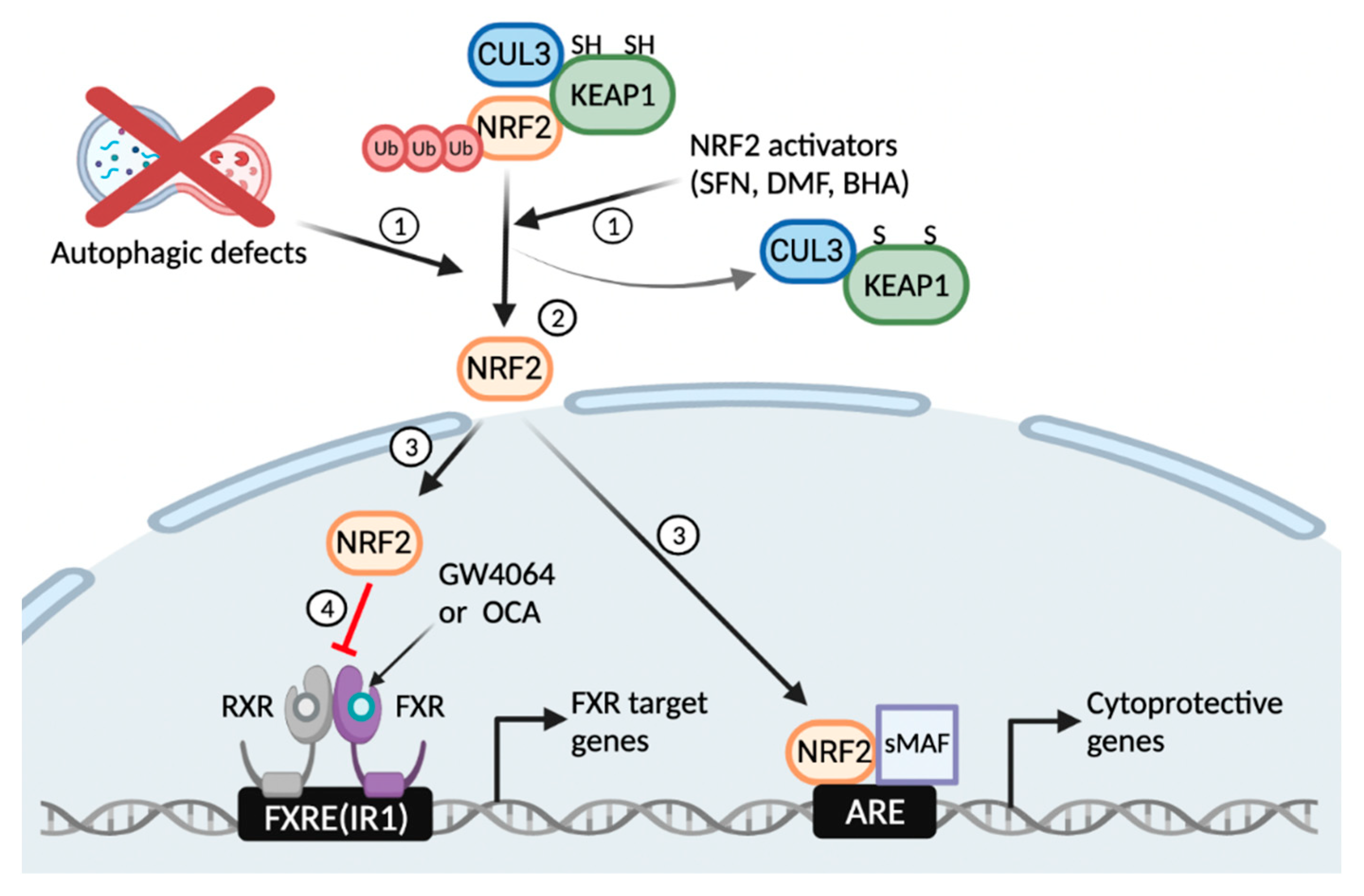 Antioxidants 11 00370 g006 550