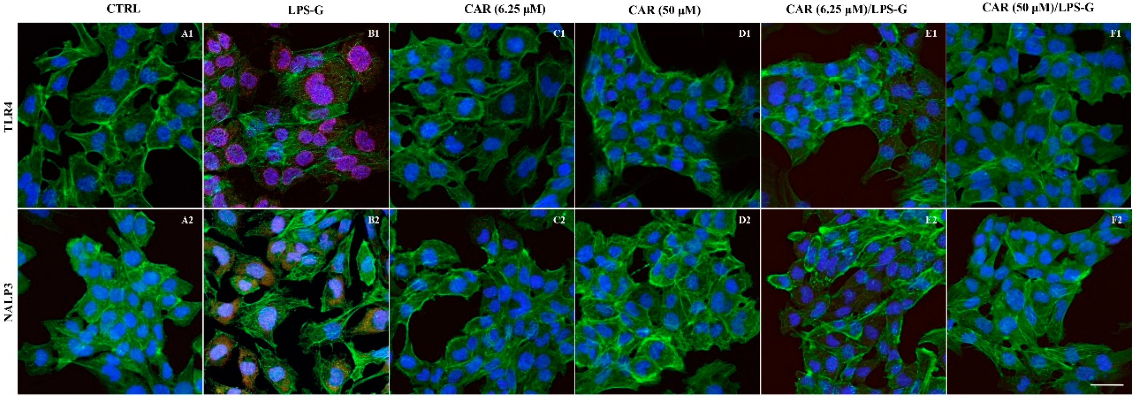 Antioxidants 11 00386 g004 550