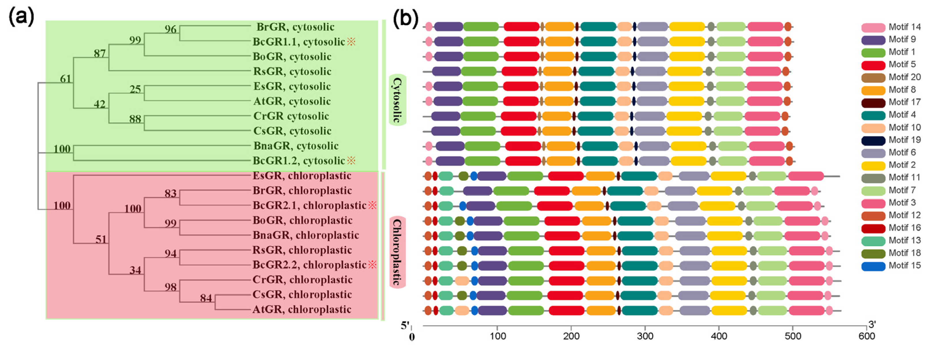 Antioxidants 11 00389 g001 Antioxidants 11 00389 g001