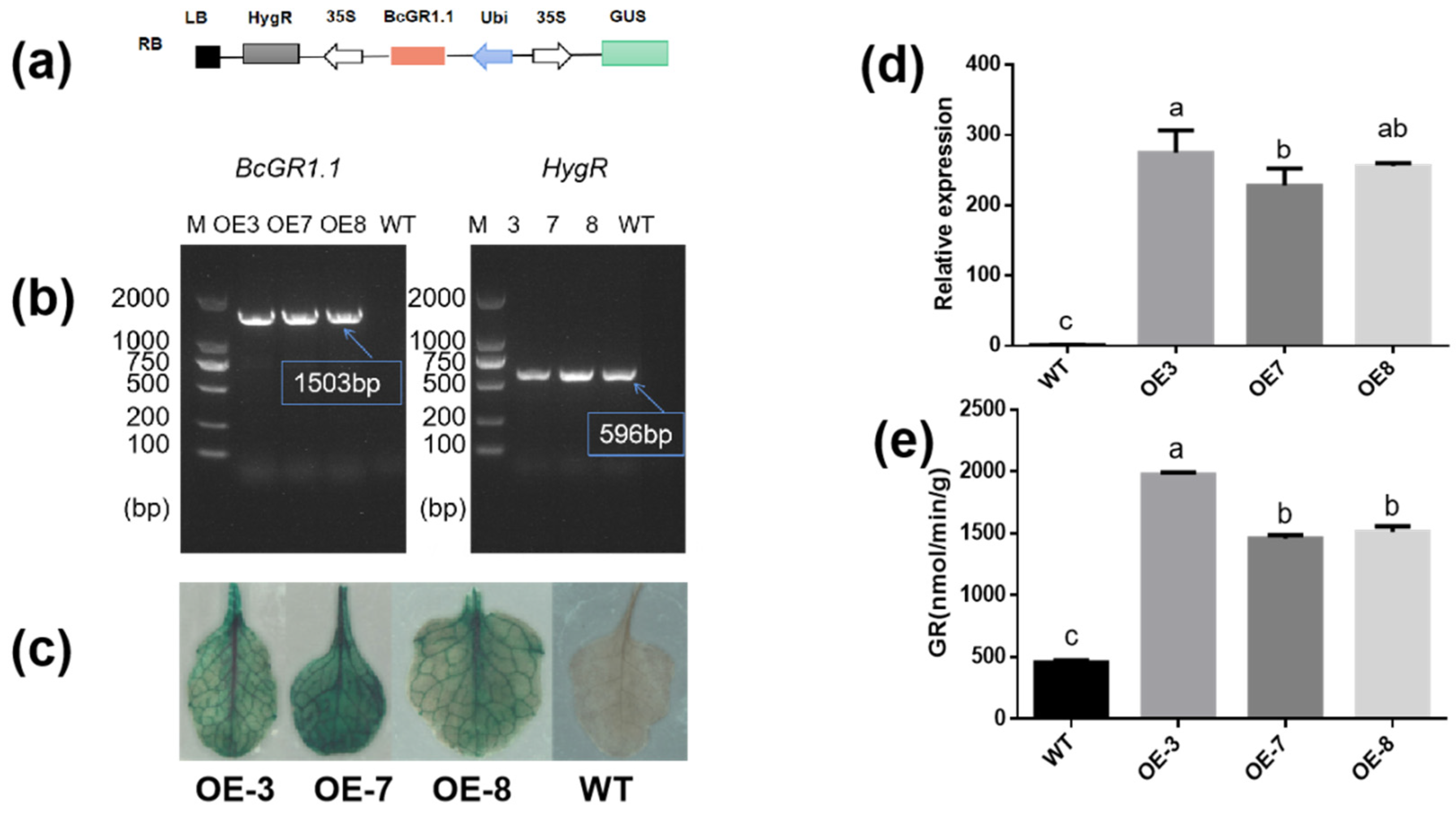 Antioxidants 11 00389 g004 Antioxidants 11 00389 g004