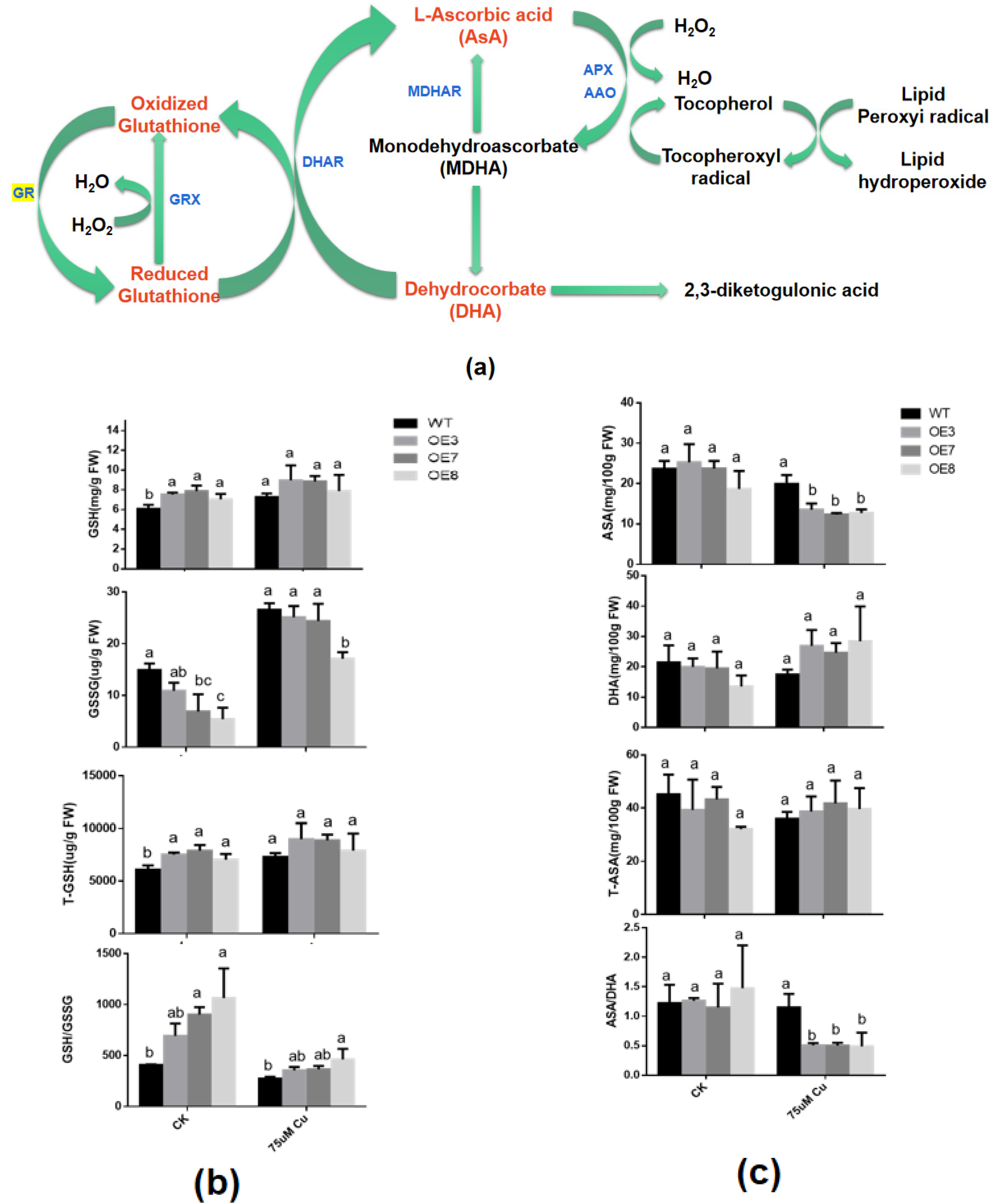 Antioxidants 11 00389 g006 Antioxidants 11 00389 g006