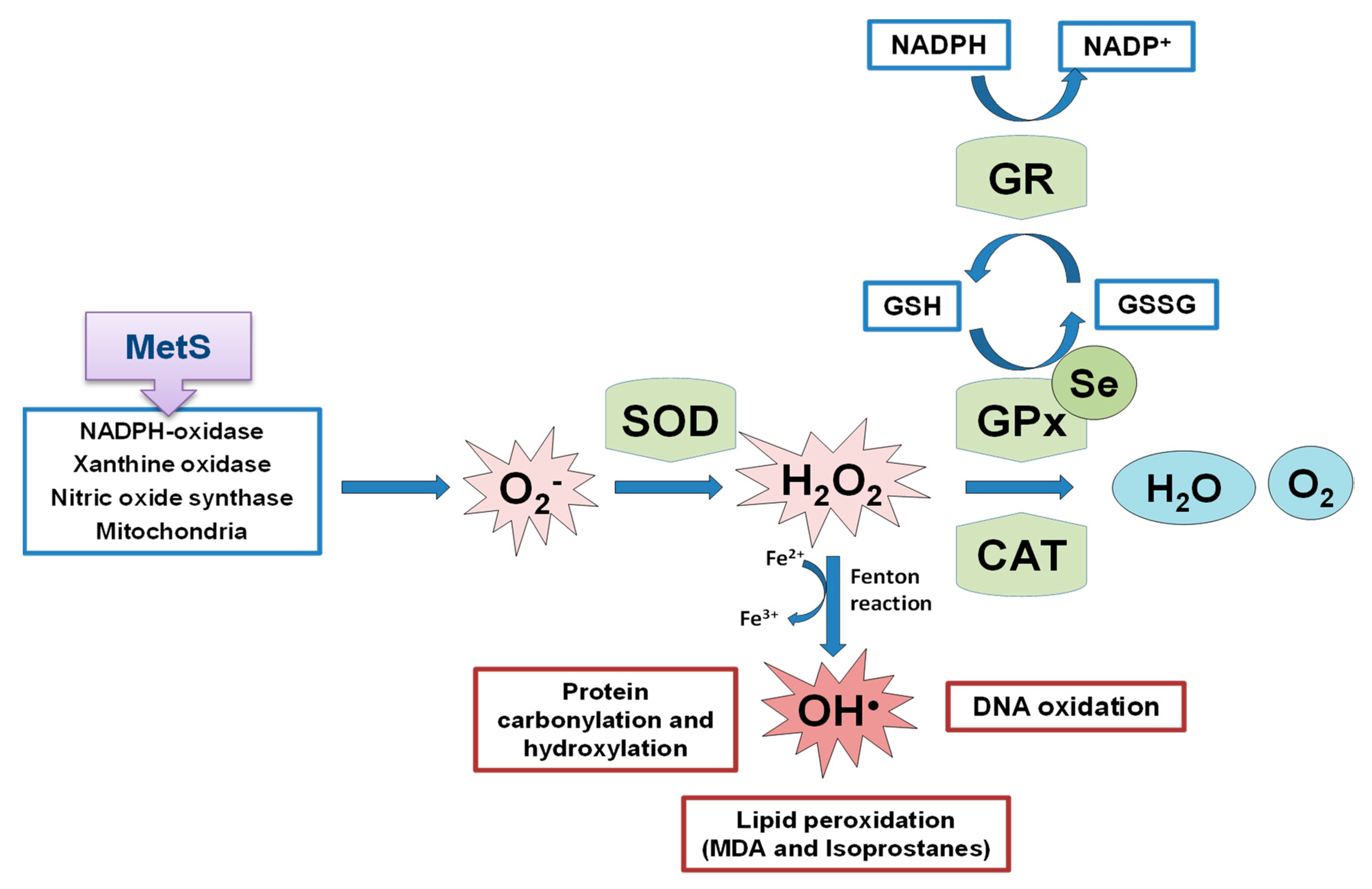 Antioxidants 11 00394 g002 Antioxidants 11 00394 g002