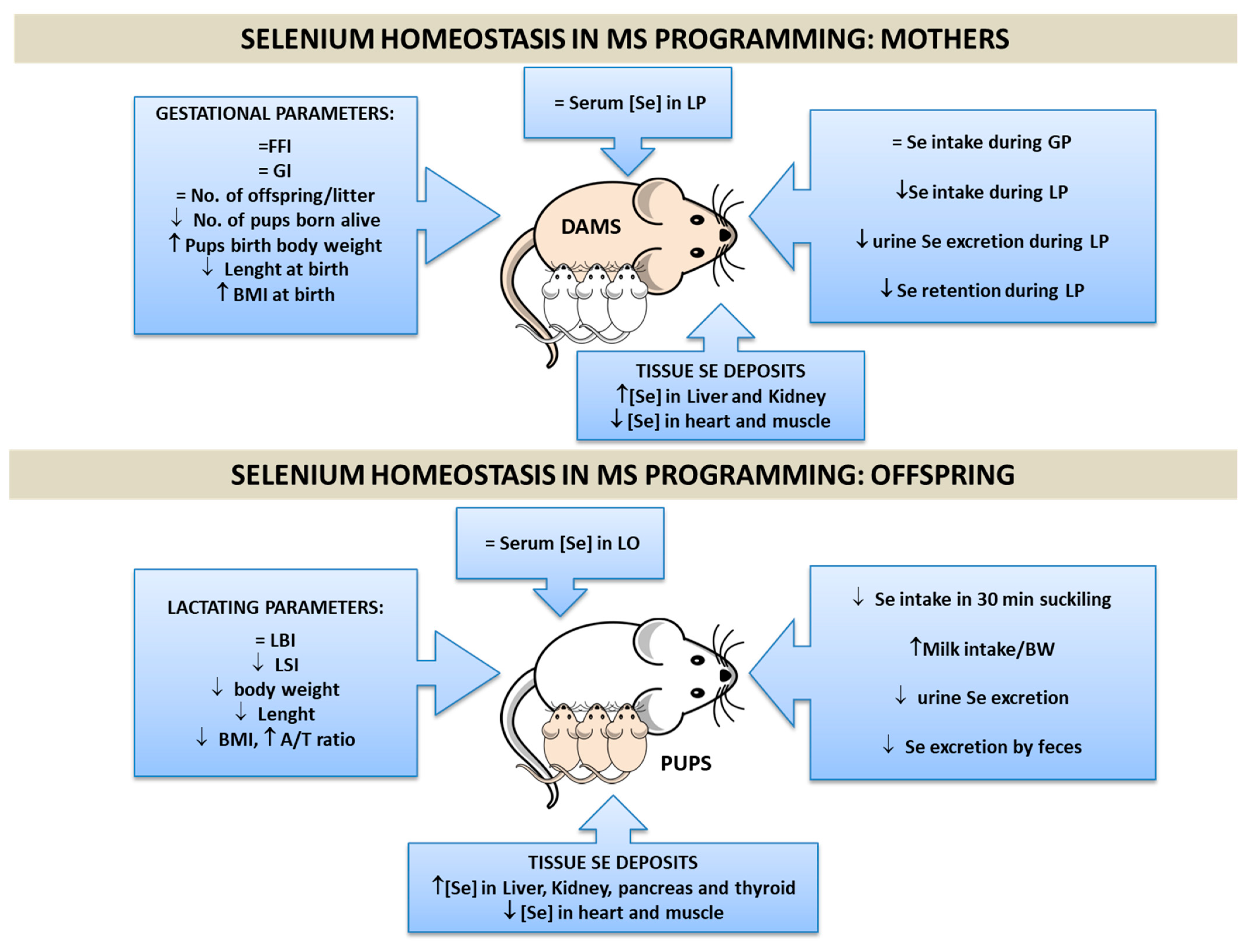 Antioxidants 11 00394 g004 Antioxidants 11 00394 g004