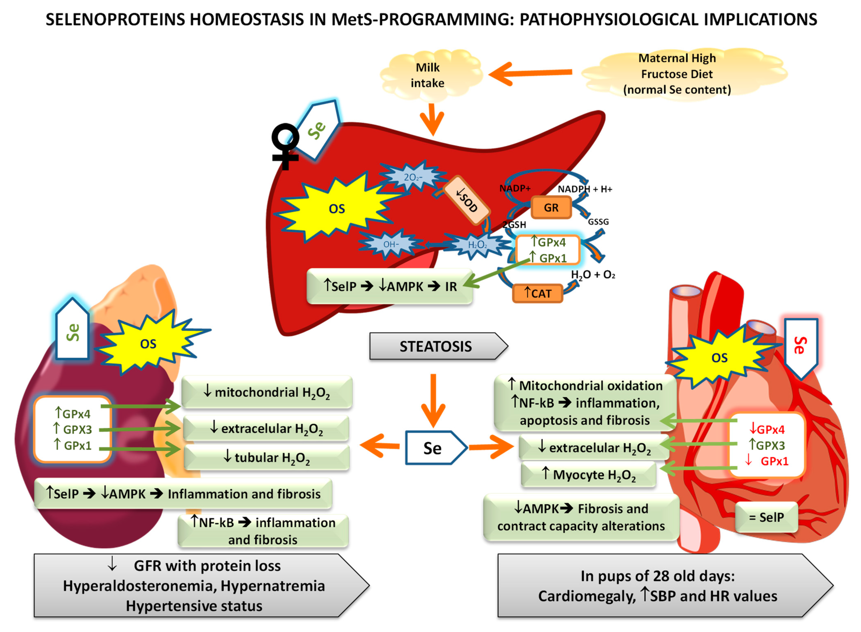 Antioxidants 11 00394 g005 Antioxidants 11 00394 g005