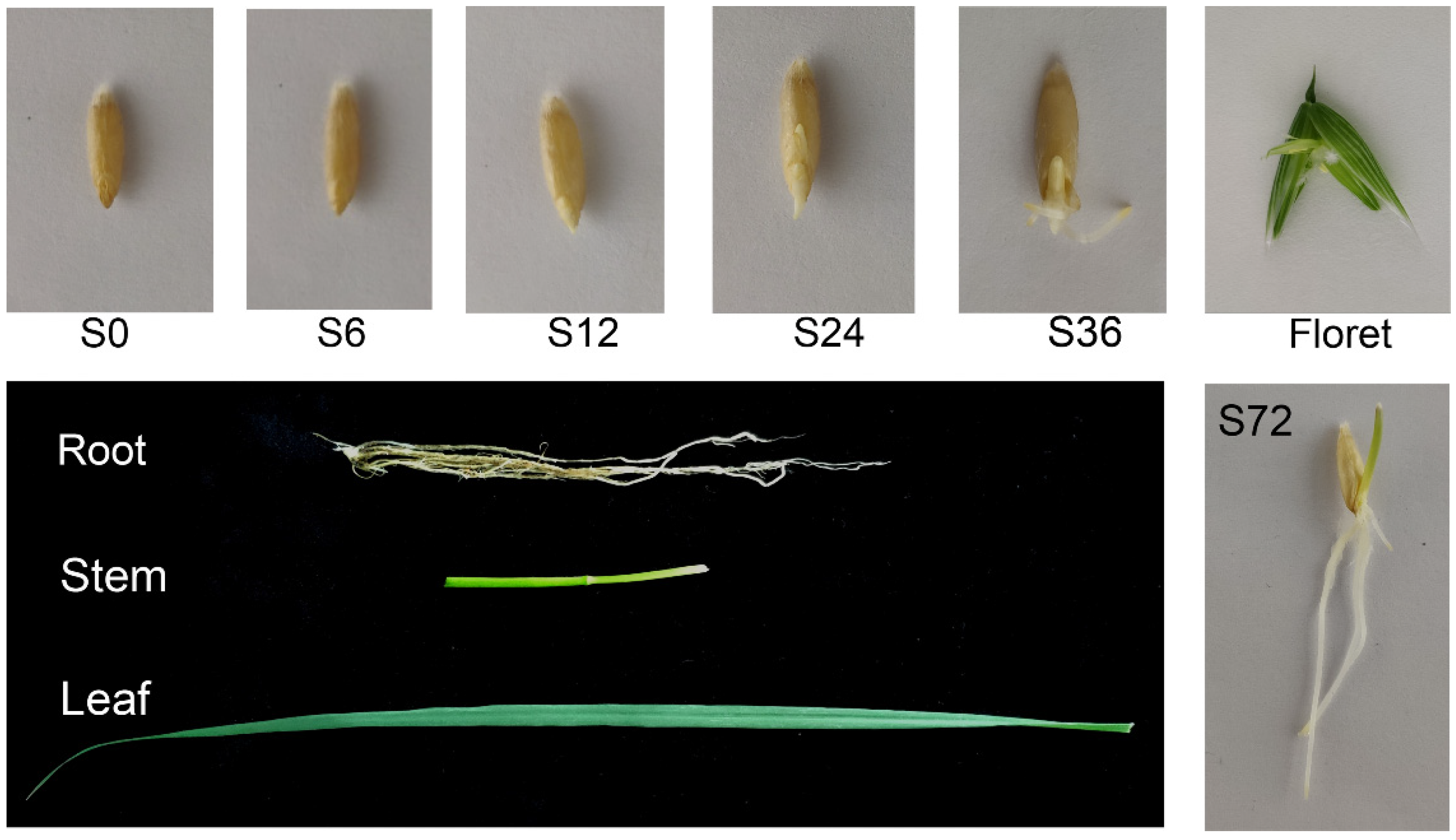Antioxidants 11 00395 g001