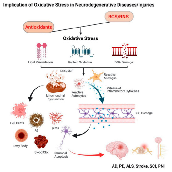 Antioxidants Free FullText Antioxidant Therapy in Oxidative Stress
