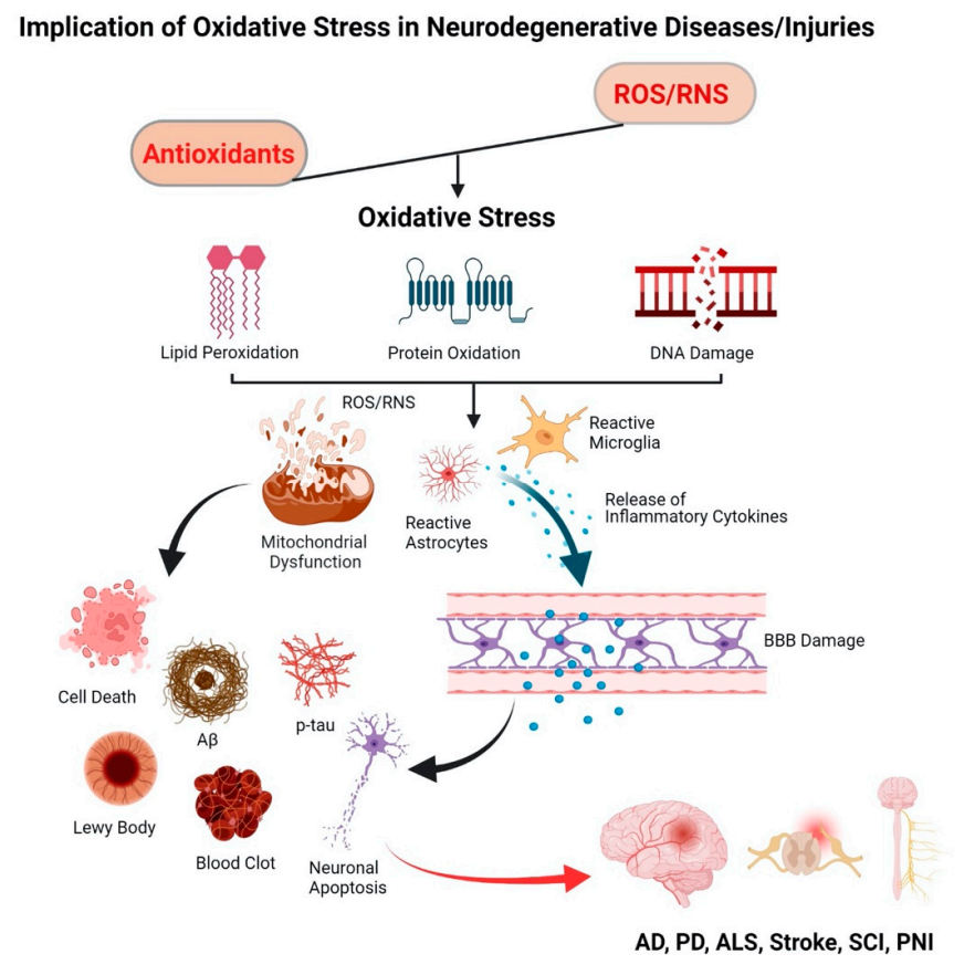 Antioxidants | Free Full-Text | Antioxidant Therapy in Oxidative Stress-Induced Neurodegenerative Diseases: Role of Nanoparticle-Based Drug Delivery Systems in Clinical Translation | HTML Antioxidants | Free Full-Text | Antioxidant Therapy in Oxidative Stress-Induced Neurodegenerative Diseases: Role of Nanoparticle-Based Drug Delivery Systems in Clinical Translation | HTML
