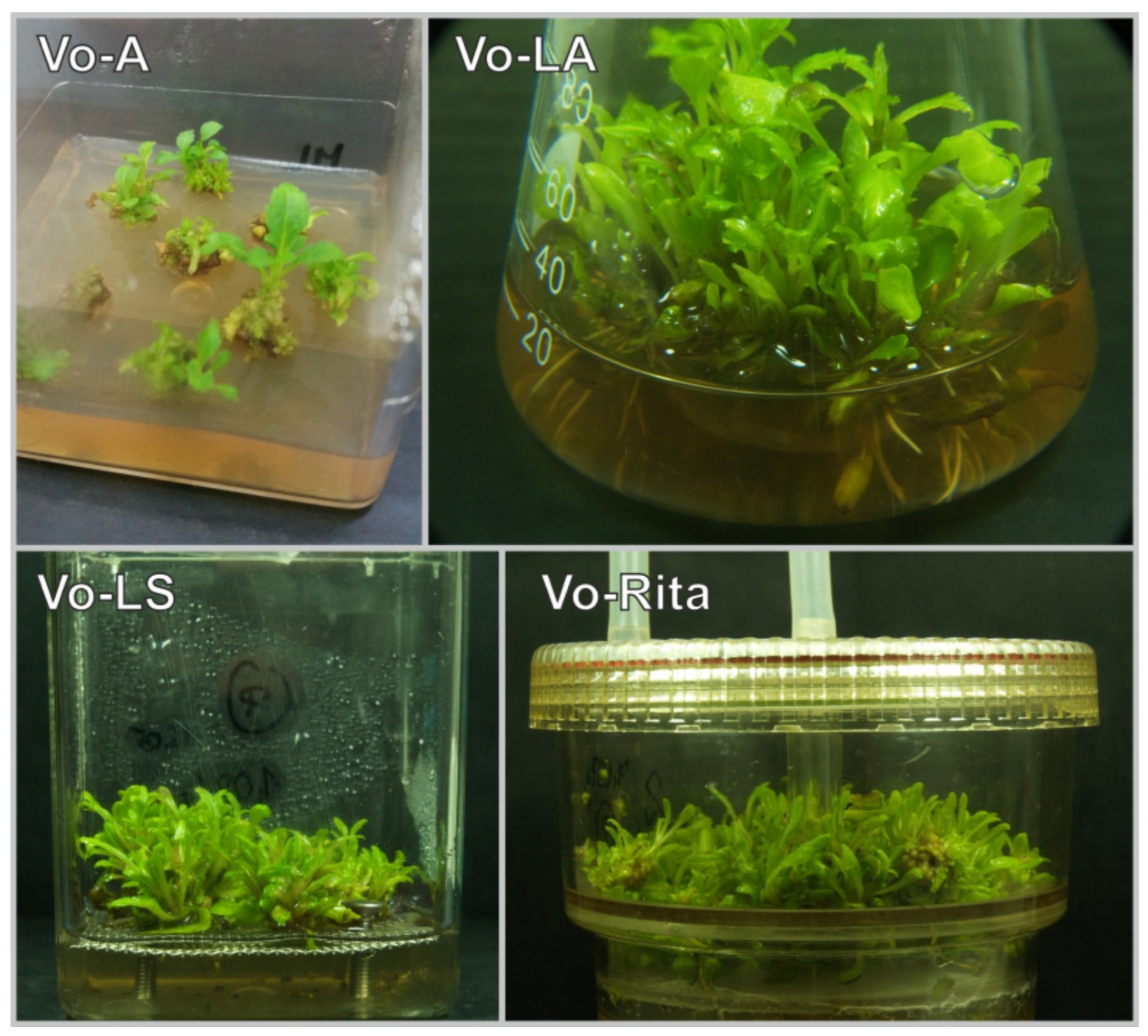 Antioxidants 11 00409 g001