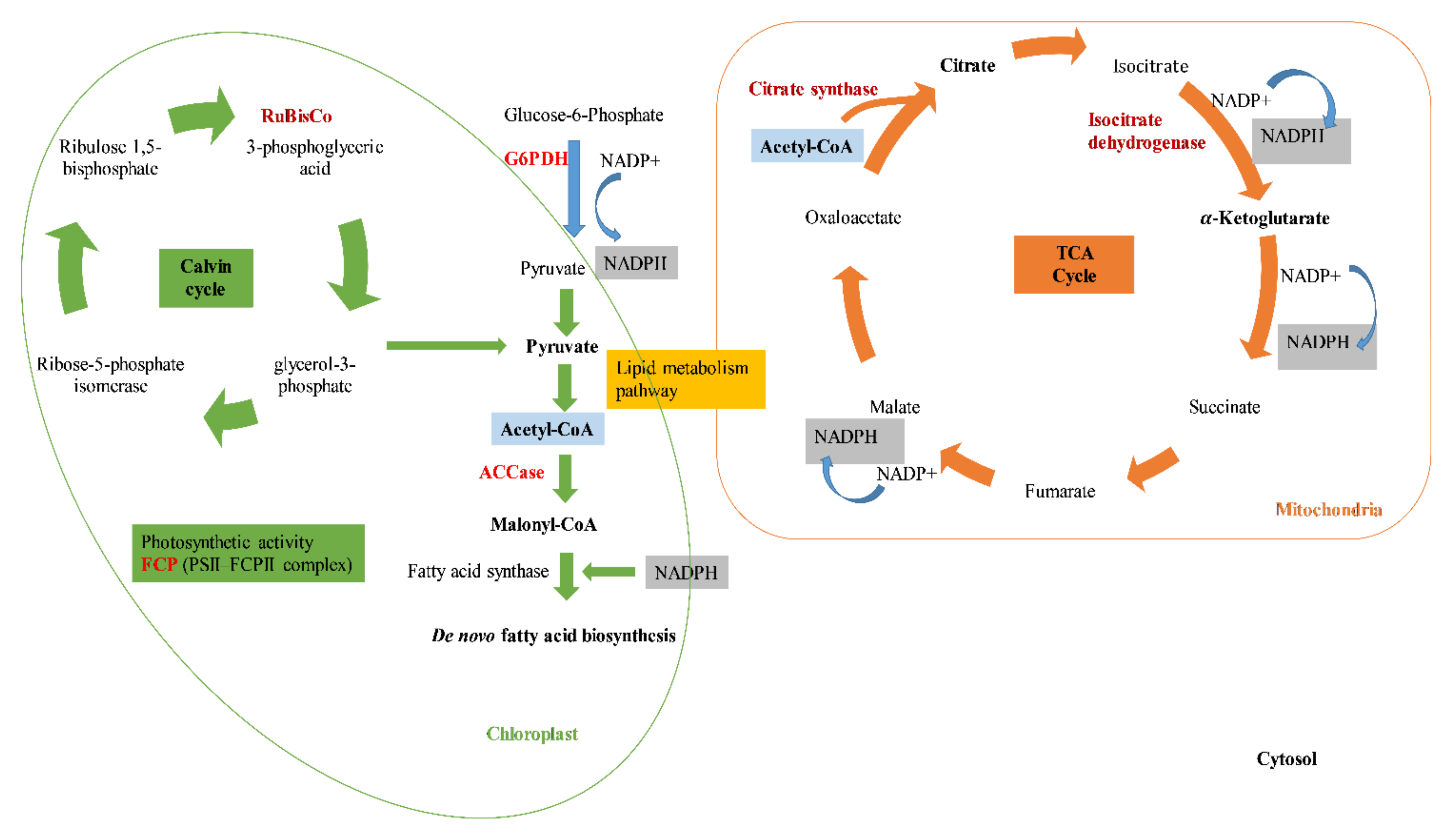 Antioxidants 11 00411 g001 Antioxidants 11 00411 g001
