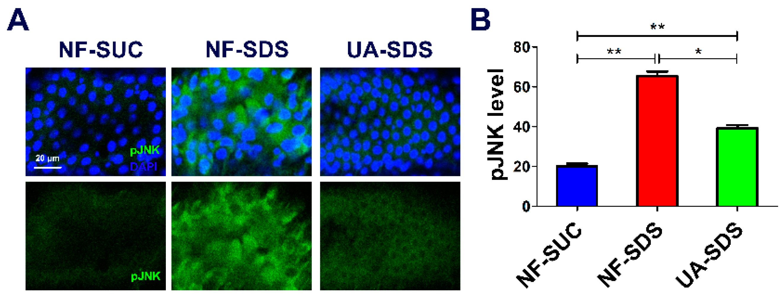 Antioxidants 11 00426 g005