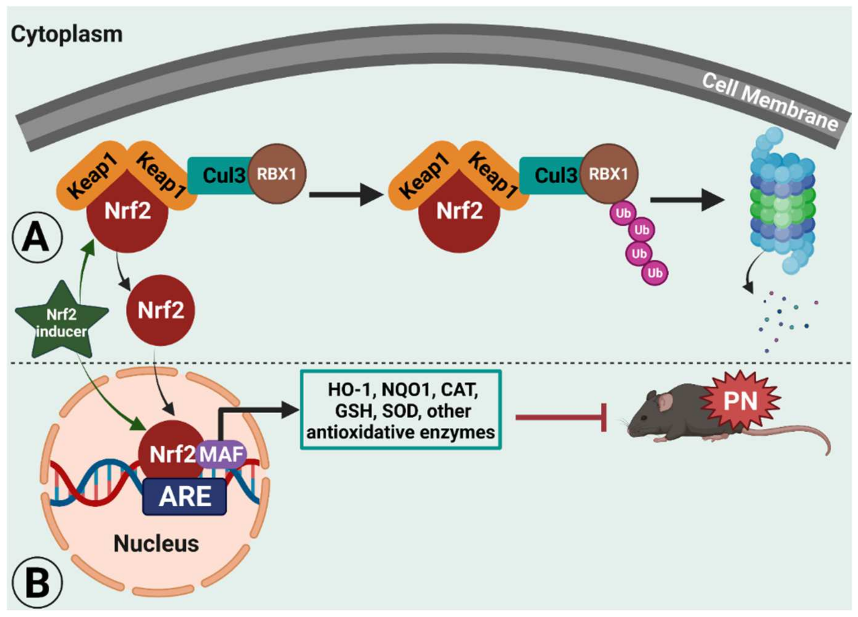 The Effects of Nuclear Factor Erythroid 2 (NFE2)-Related