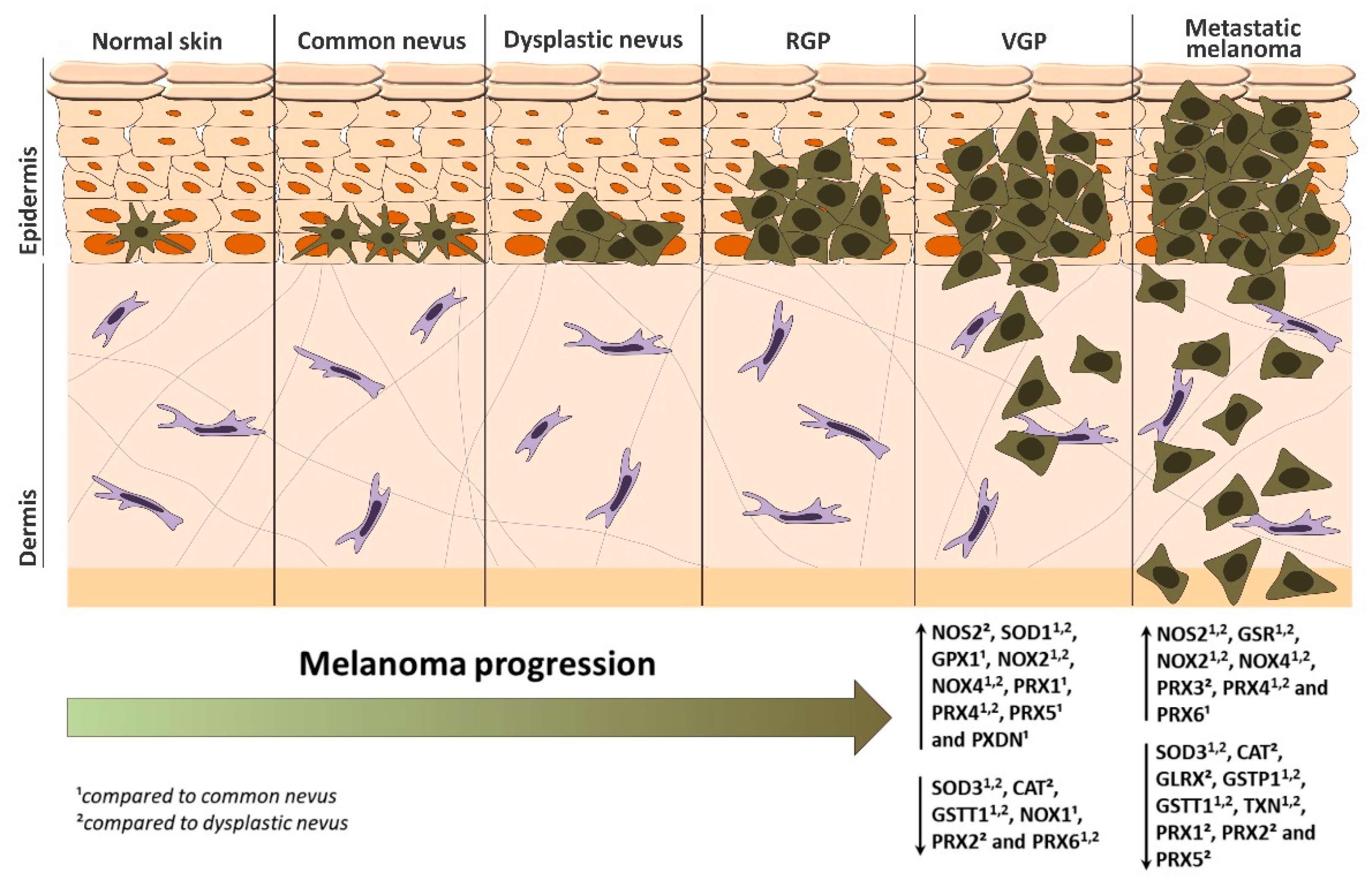 Antioxidants 11 00438 g010 Antioxidants 11 00438 g010