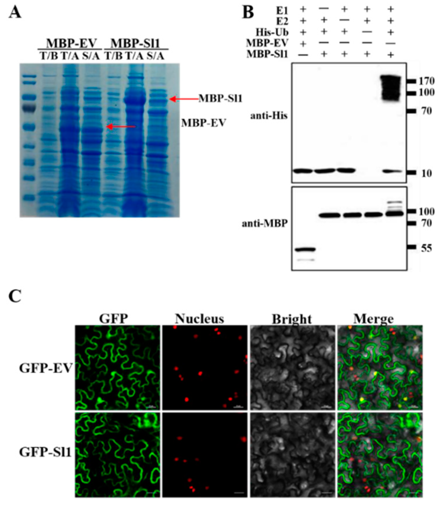 Antioxidants 11 00456 g002 Antioxidants 11 00456 g002