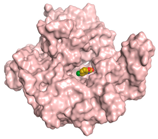 Antioxidants 11 00462 i002