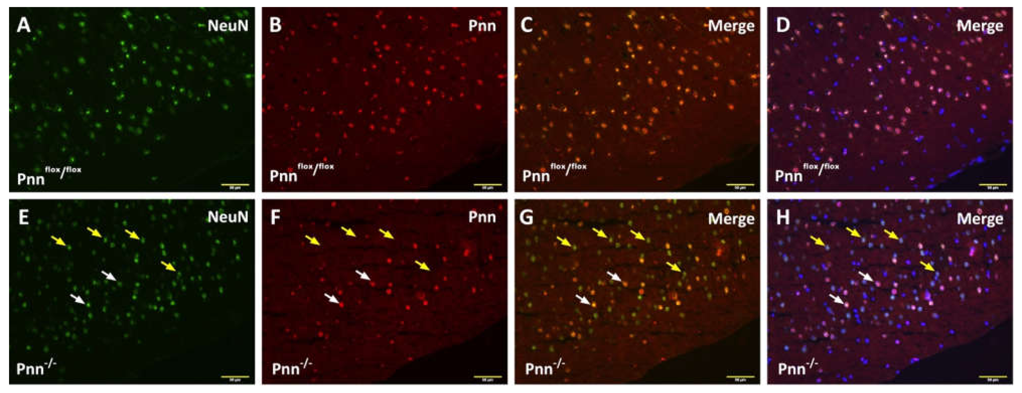 Antioxidants 11 00466 g001