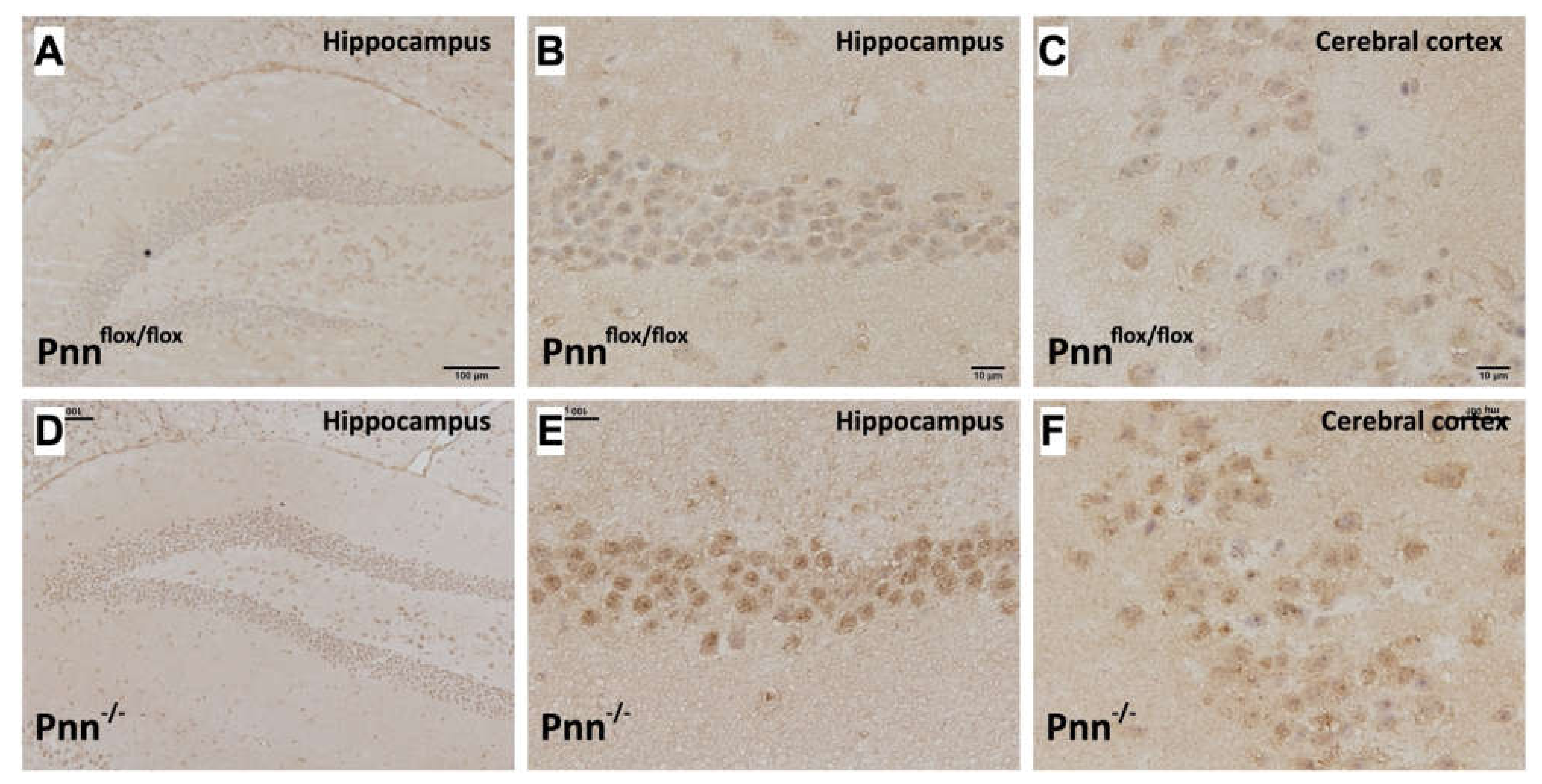 Antioxidants 11 00466 g004