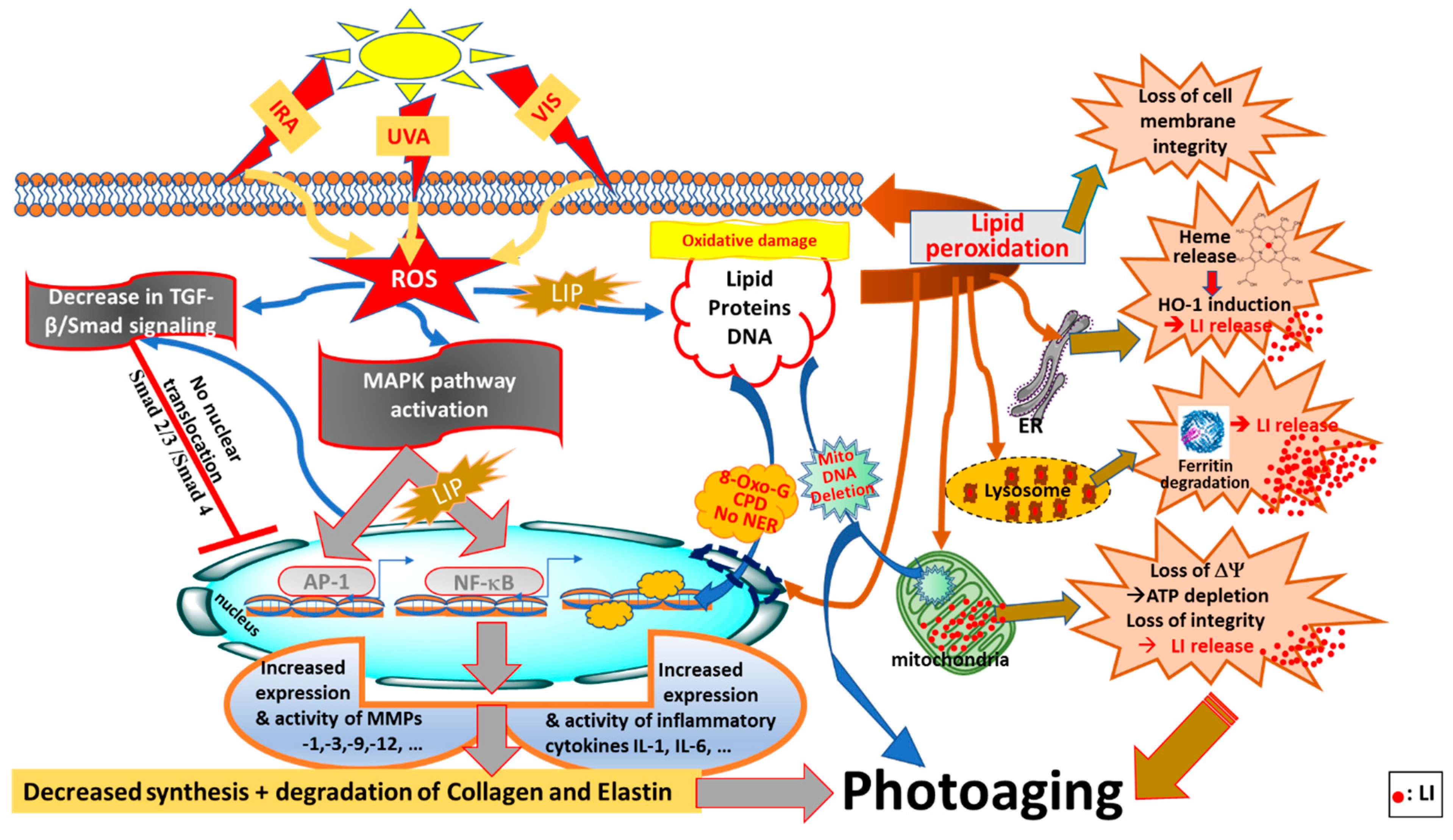 Antioxidants 11 00471 g002