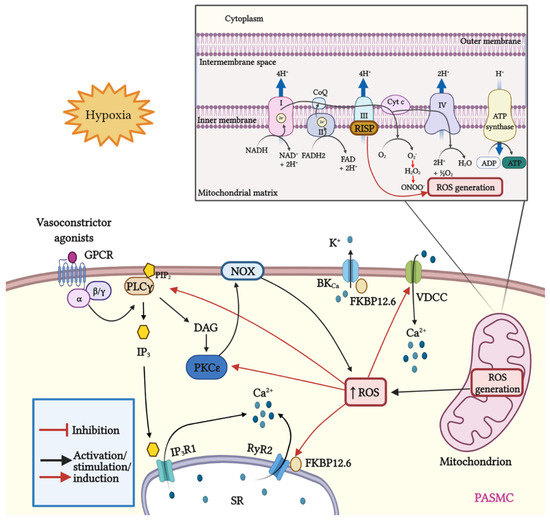 Important Functions and Molecular Mechanisms of Mitochondrial