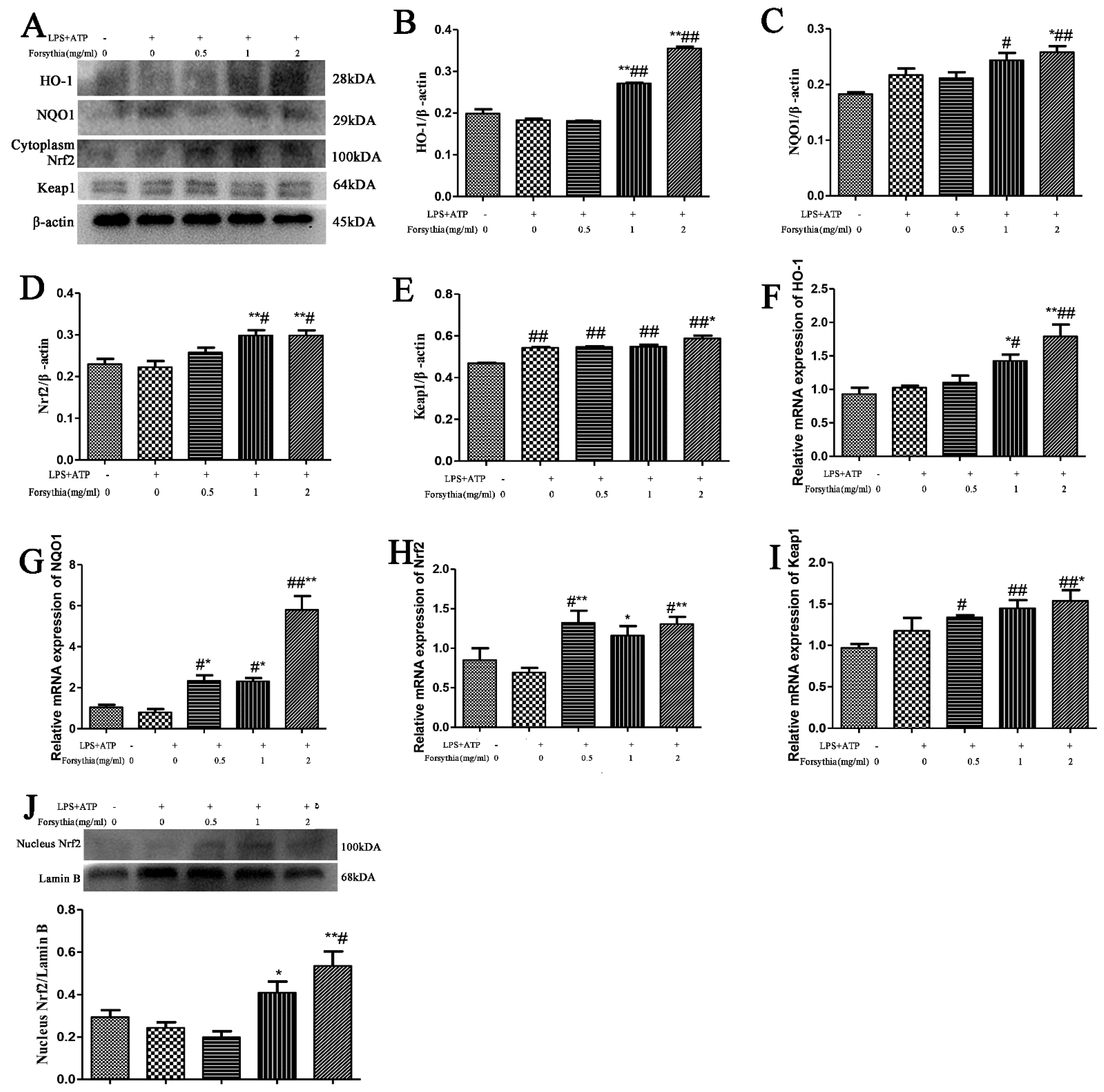 Antioxidants 11 00475 g006